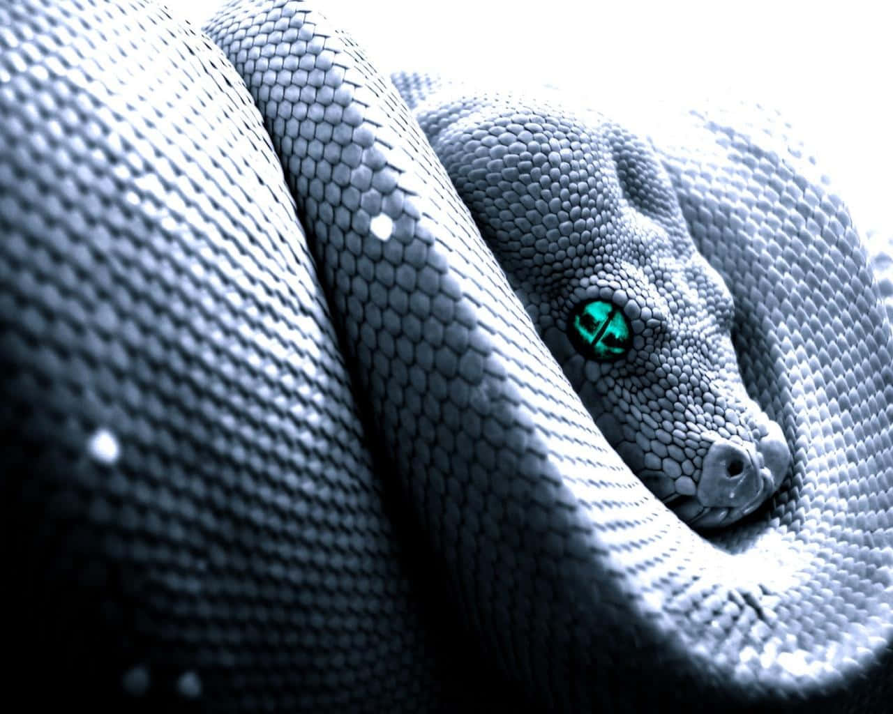 Cool Snake, gray snake, green eyes, HD Desktop Wallpaper