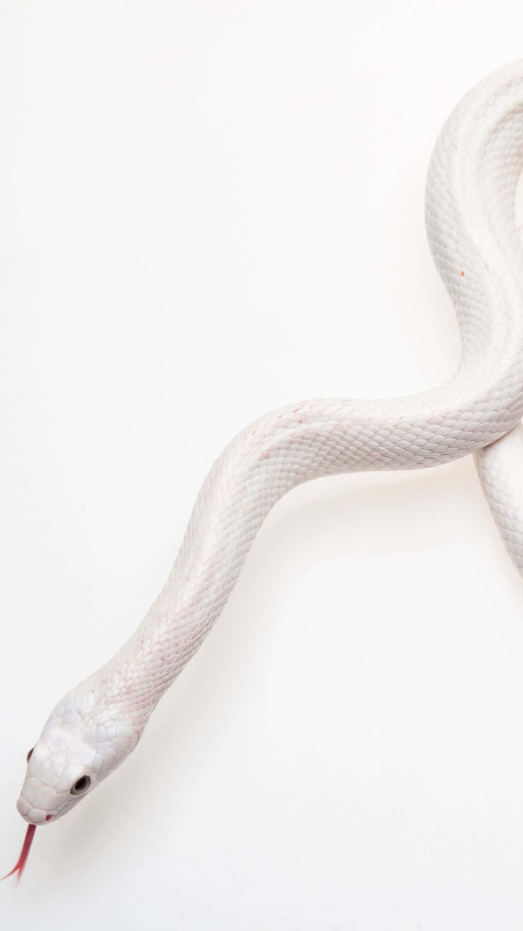 Cool Snake, pure white, red forked tongue, Full HD Phone Wallpaper