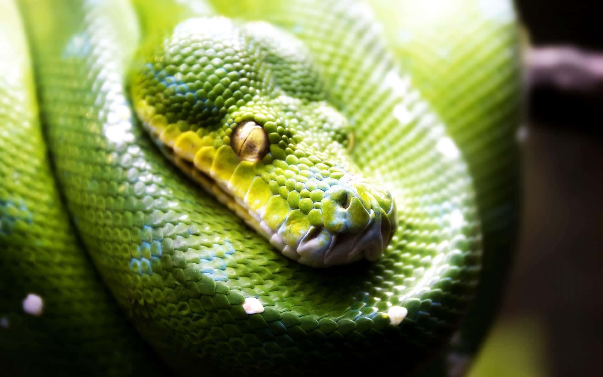 vibrant green tree python, golden eye, coiled tightly, Full HD Desktop Wallpaper