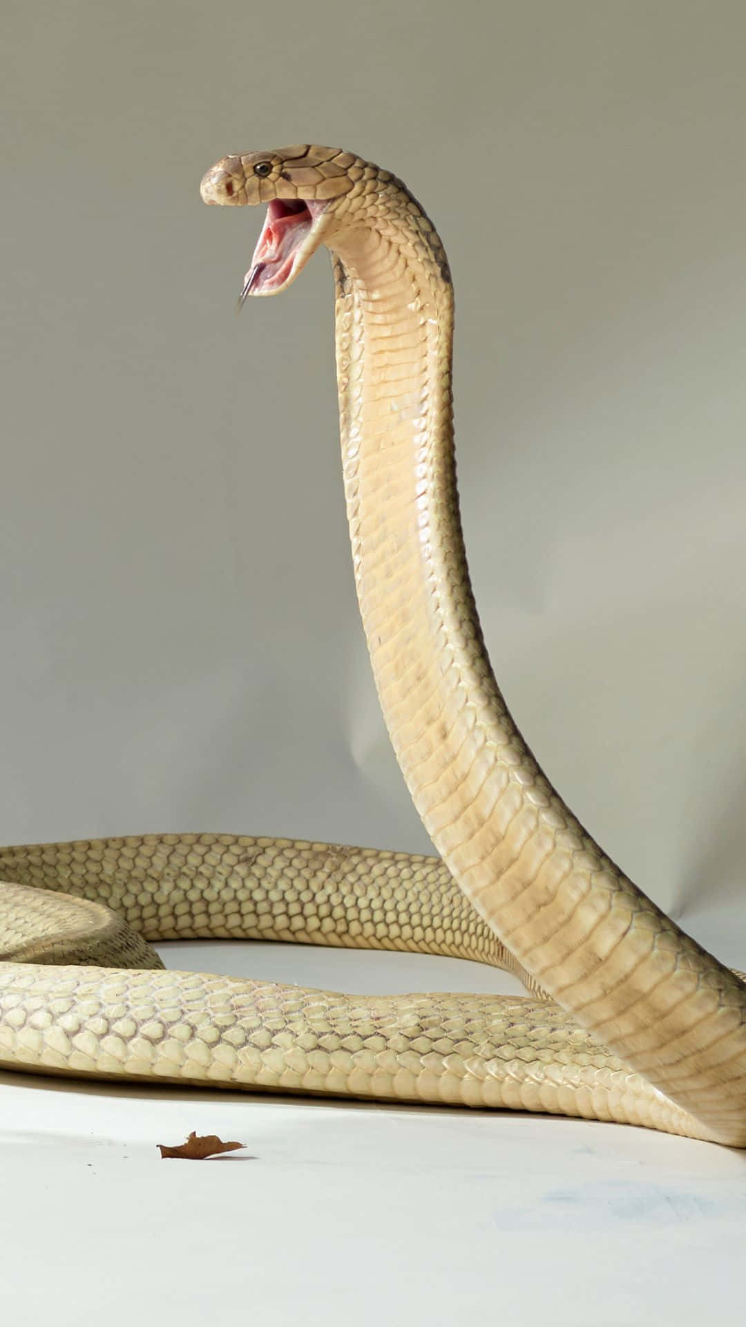 Cool Snake, cobra, hood expanded, Full HD Phone Wallpaper