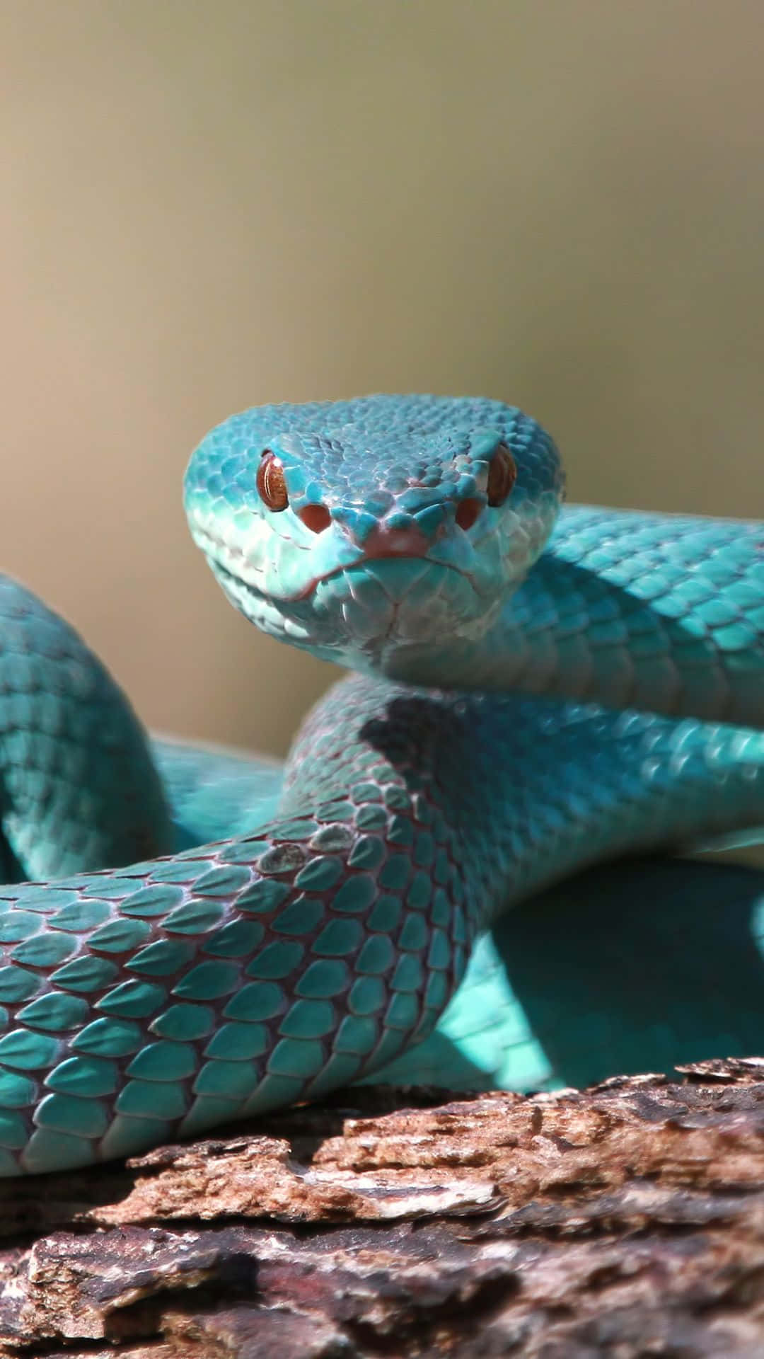 Cool Snake, teal skin, vivid turquoise, Full HD Phone Wallpaper