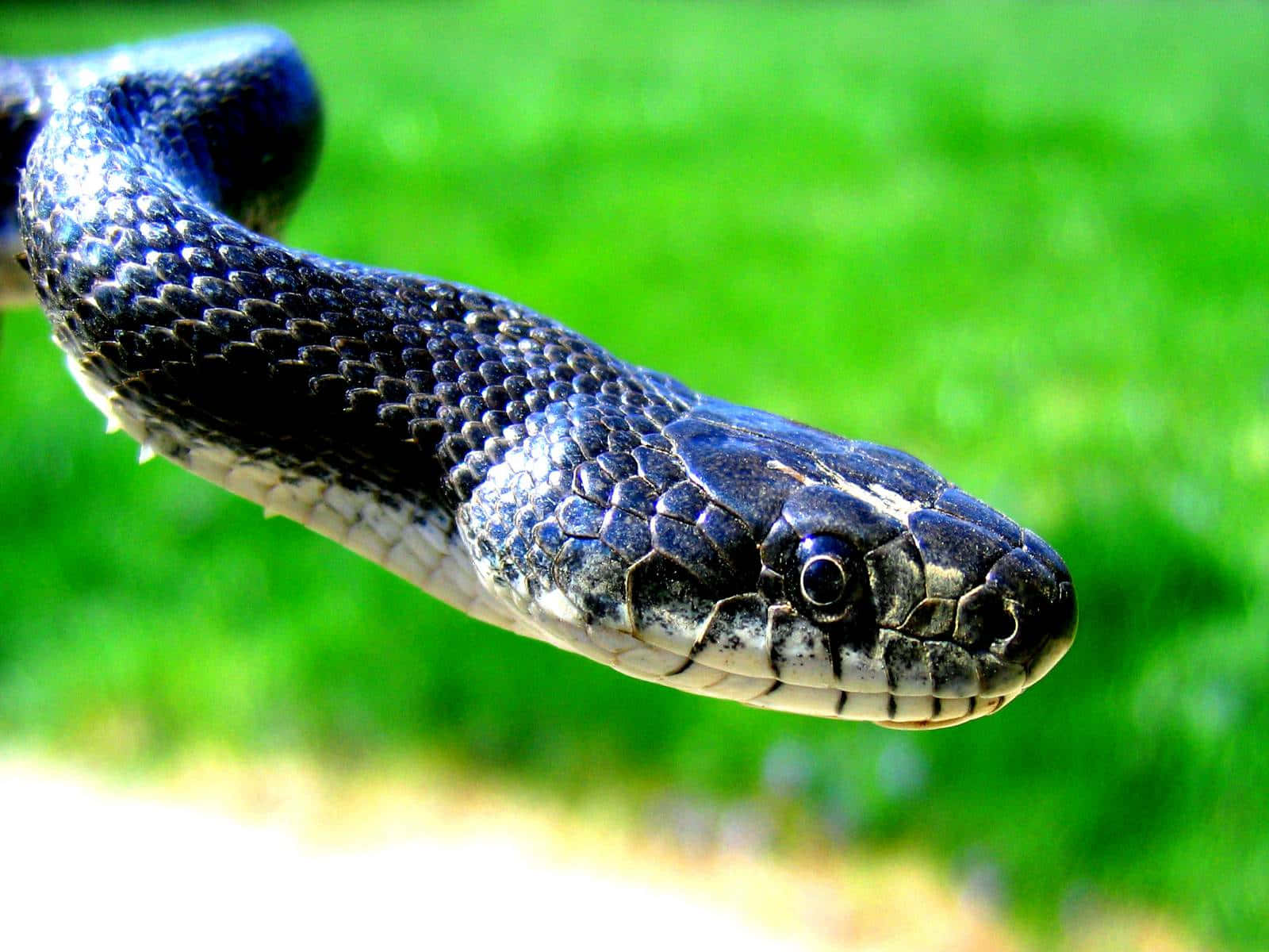 Cool Snake, black and white snake, detailed scales, HD Desktop Wallpaper