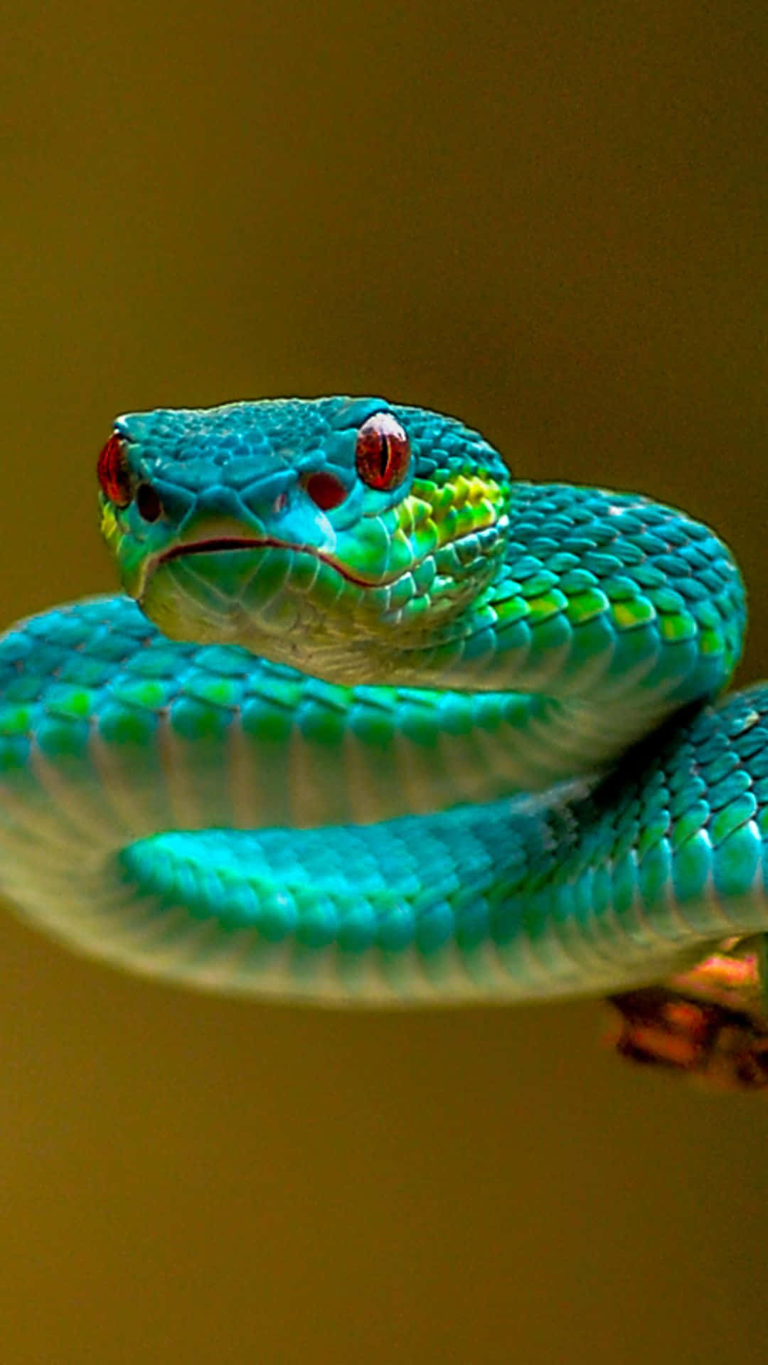 green snake, red eyes, branch, Full HD Phone Wallpaper