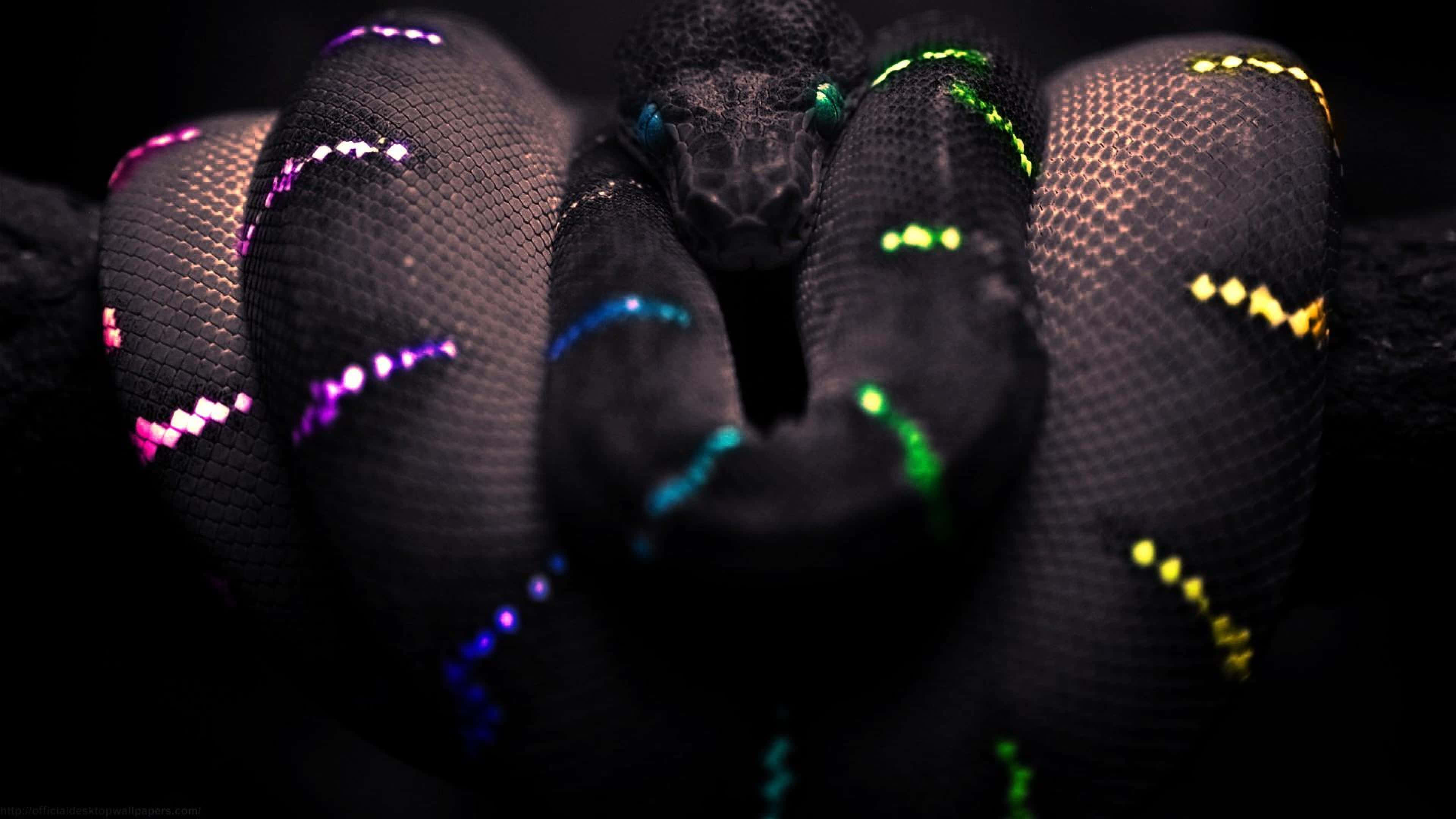 Cool Snake, black, iridescent neon patterns, 4K Desktop Wallpaper