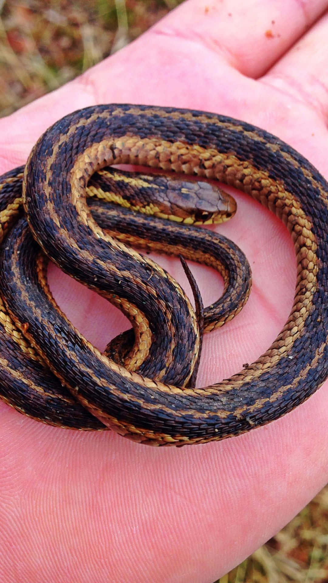cool snake, striped snake, open human hand, Full HD Phone Wallpaper