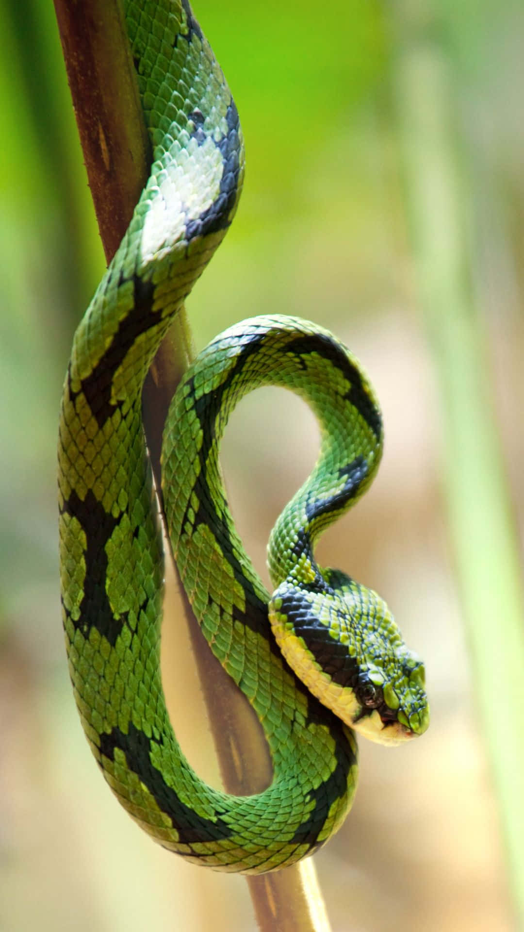 Cool Snake, vibrant green, black markings, Full HD Phone Wallpaper