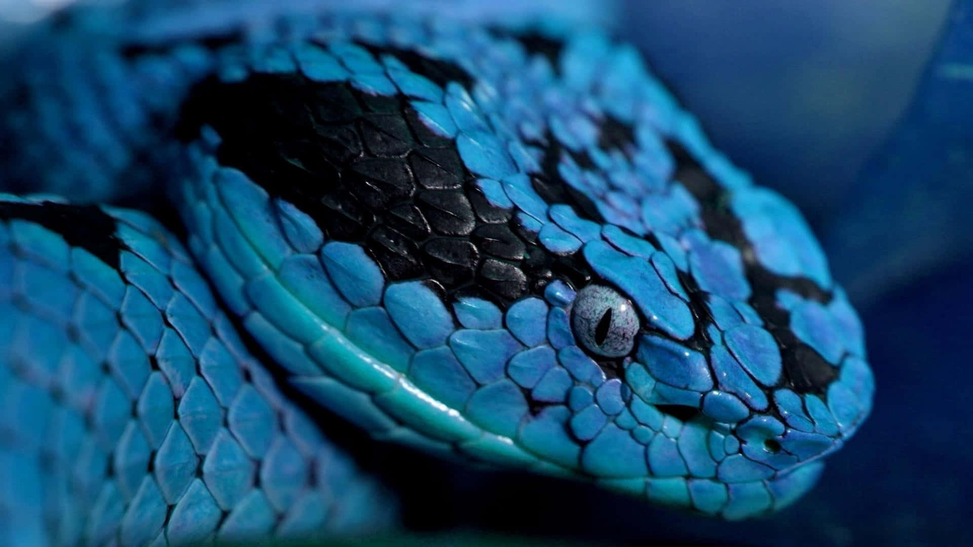 Cool Snake, vivid blue, black markings, Full HD Desktop Wallpaper