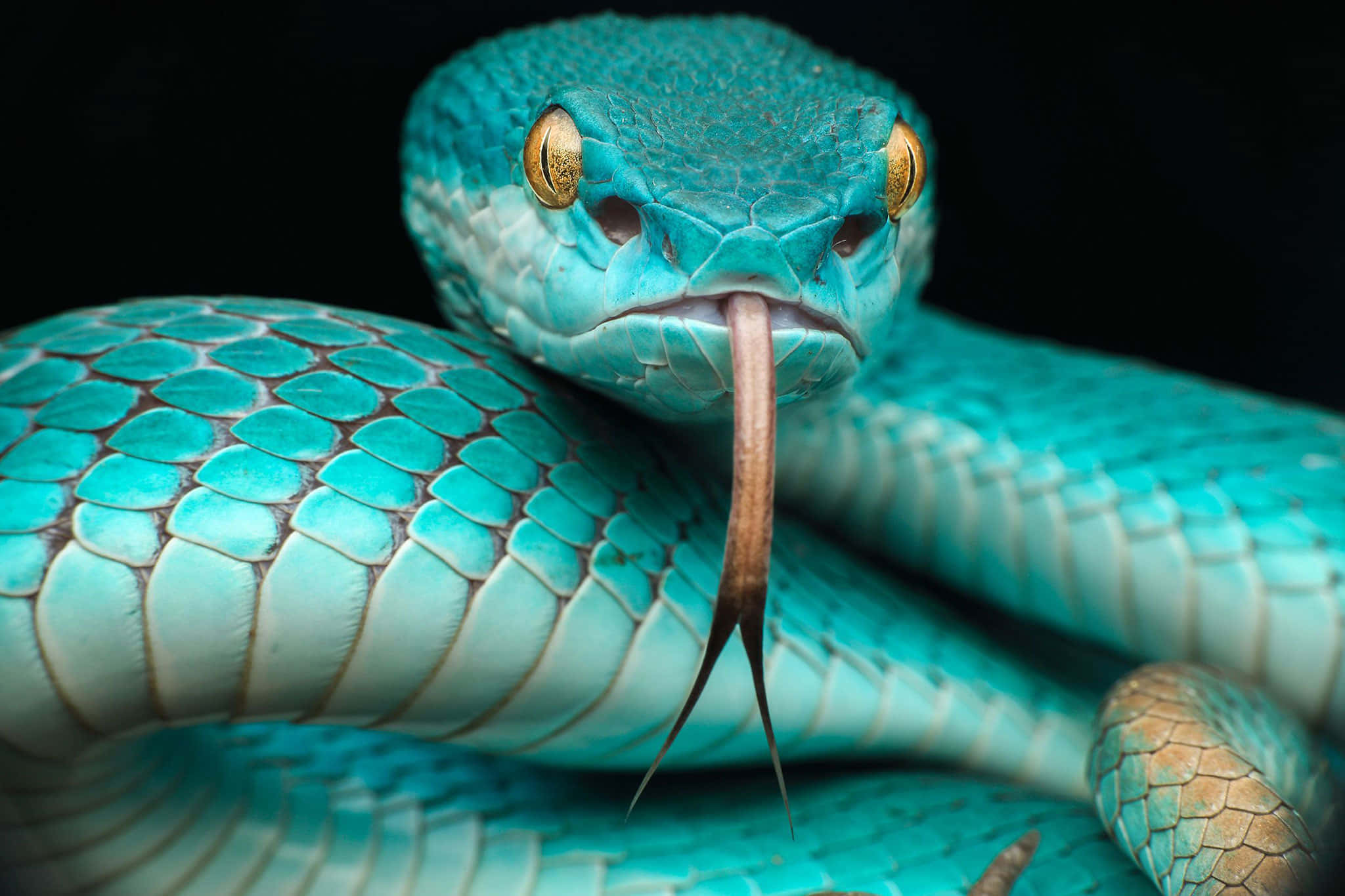 Cool Snake, turquoise, golden eyes, Full HD Desktop Wallpaper