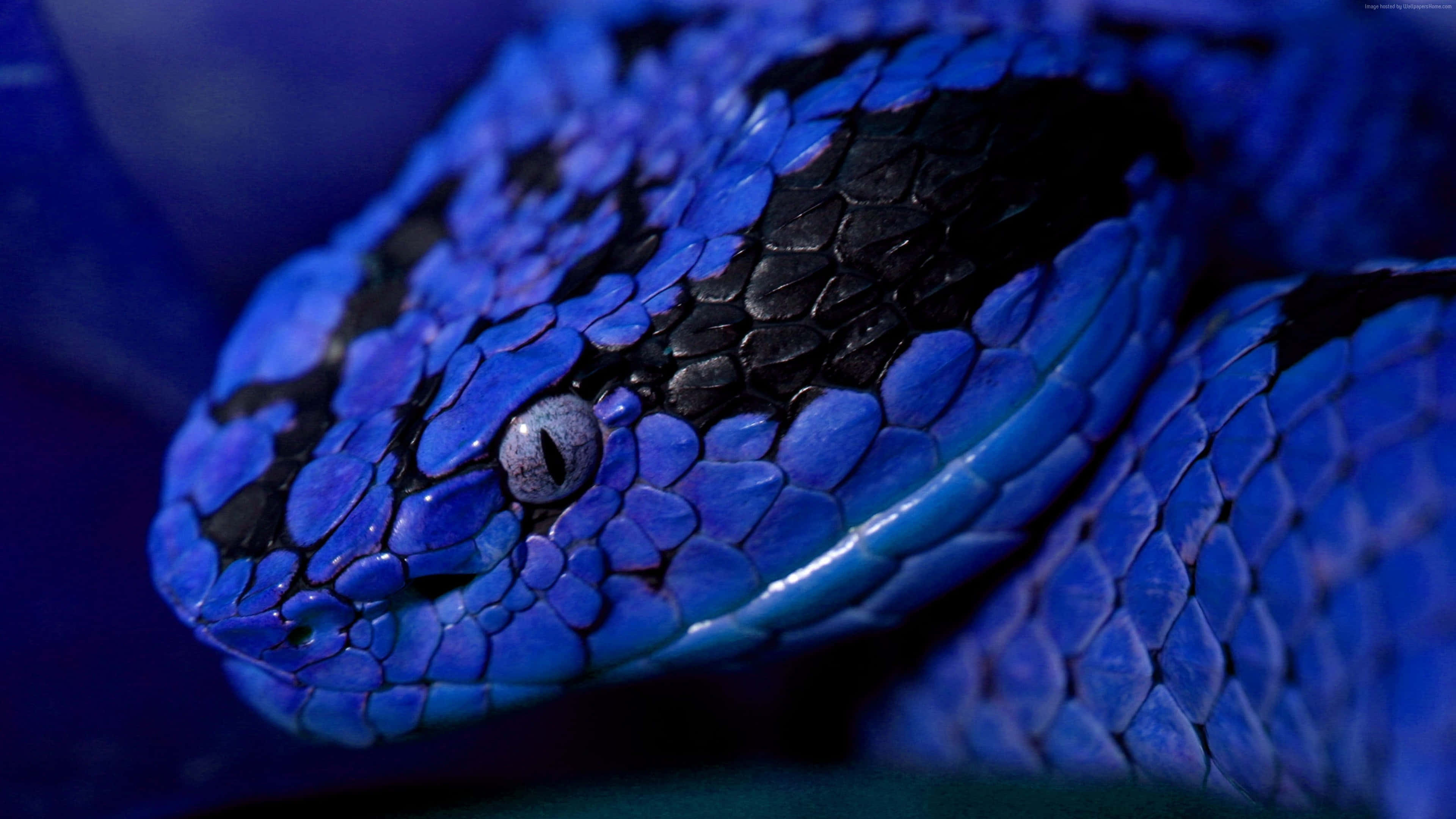 Cool Snake, blue skin, black scales, 4K Desktop Wallpaper