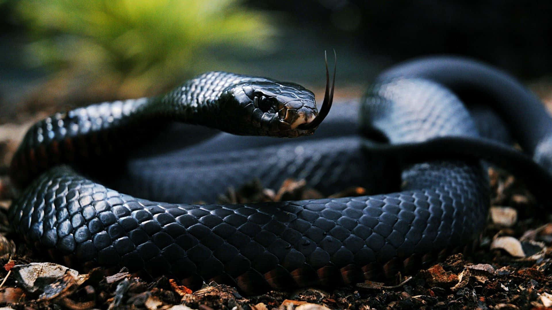 Cool Snake, pure black scales, glossy black, Full HD Desktop Wallpaper