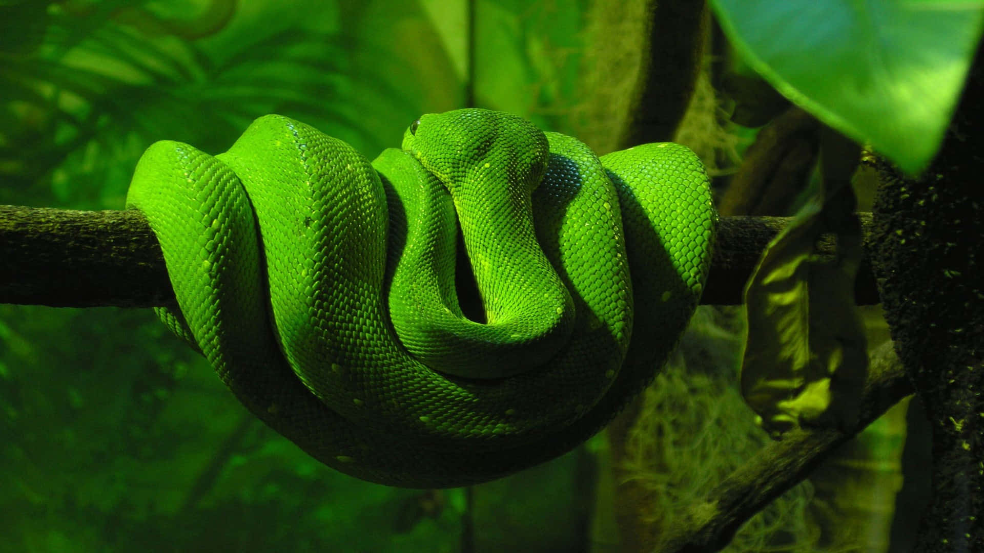 Cool Snake, tree snake, branch, Full HD Desktop Wallpaper