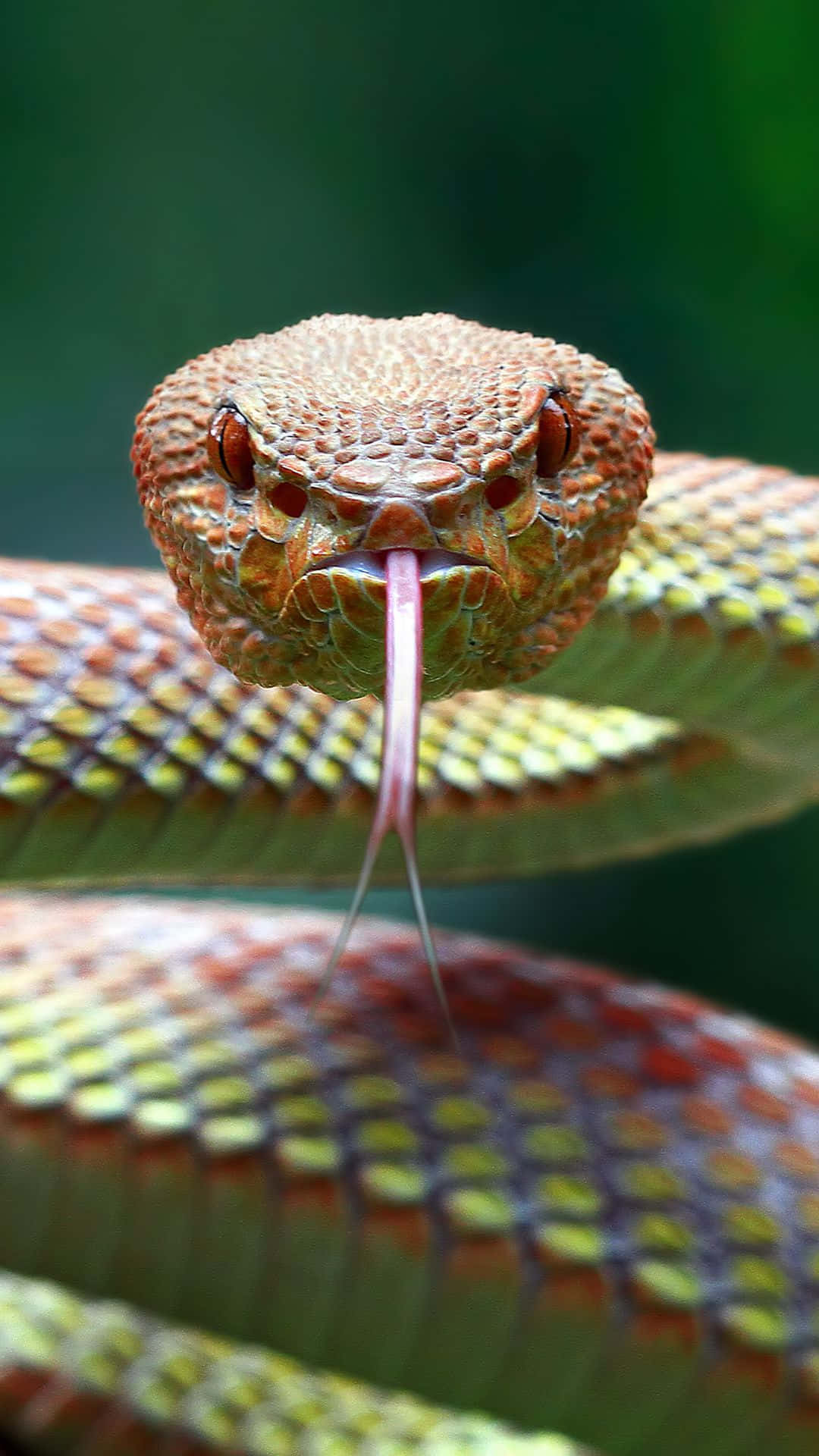 Cool Snake, forked pink tongue, blurred green background, Full HD Phone Wallpaper