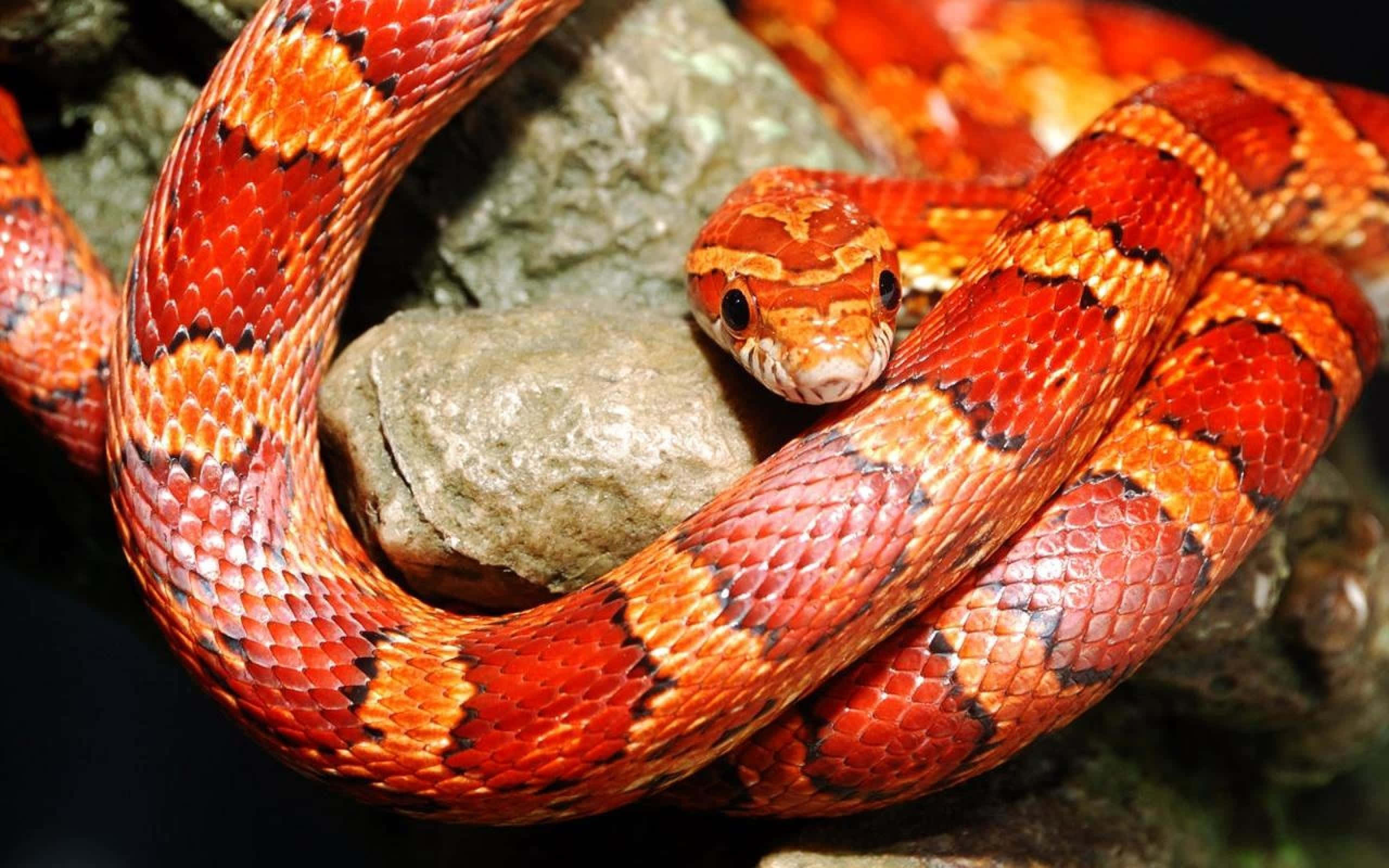 Cool Snake, corn snake, red and orange, 2K Desktop Wallpaper