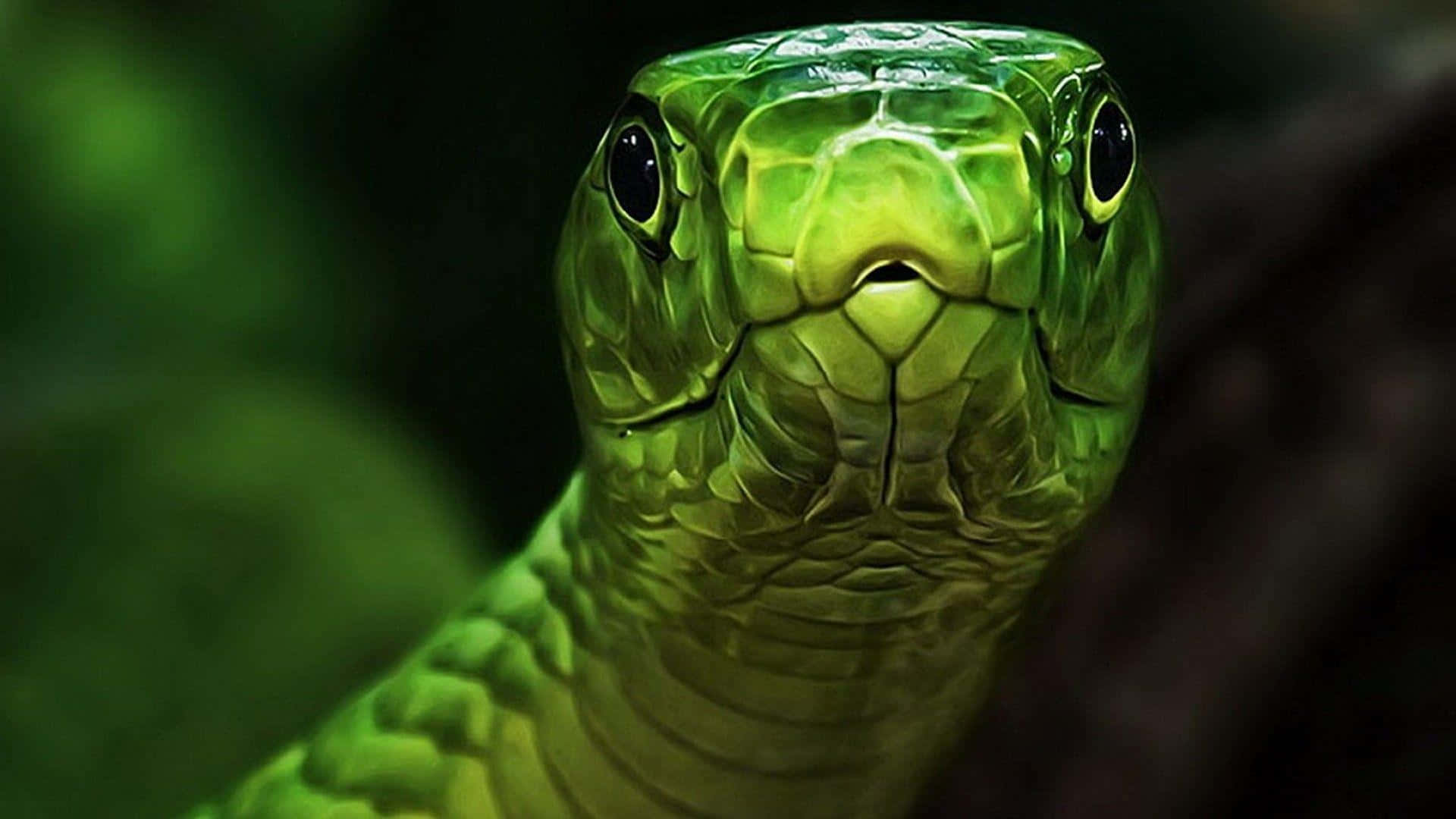 green snake, black head, intense eyes, Full HD Desktop Wallpaper