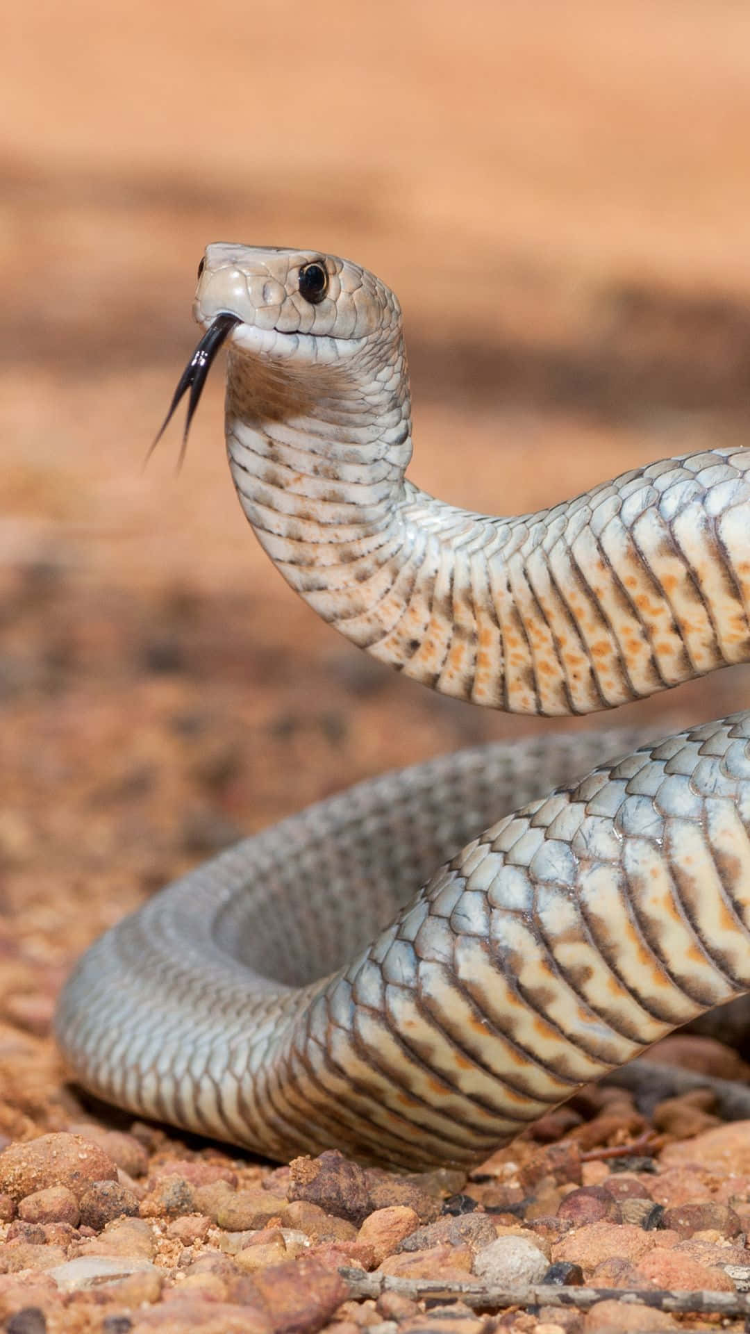 Cool Snake, desert snake, reddish rocks, Full HD Phone Wallpaper