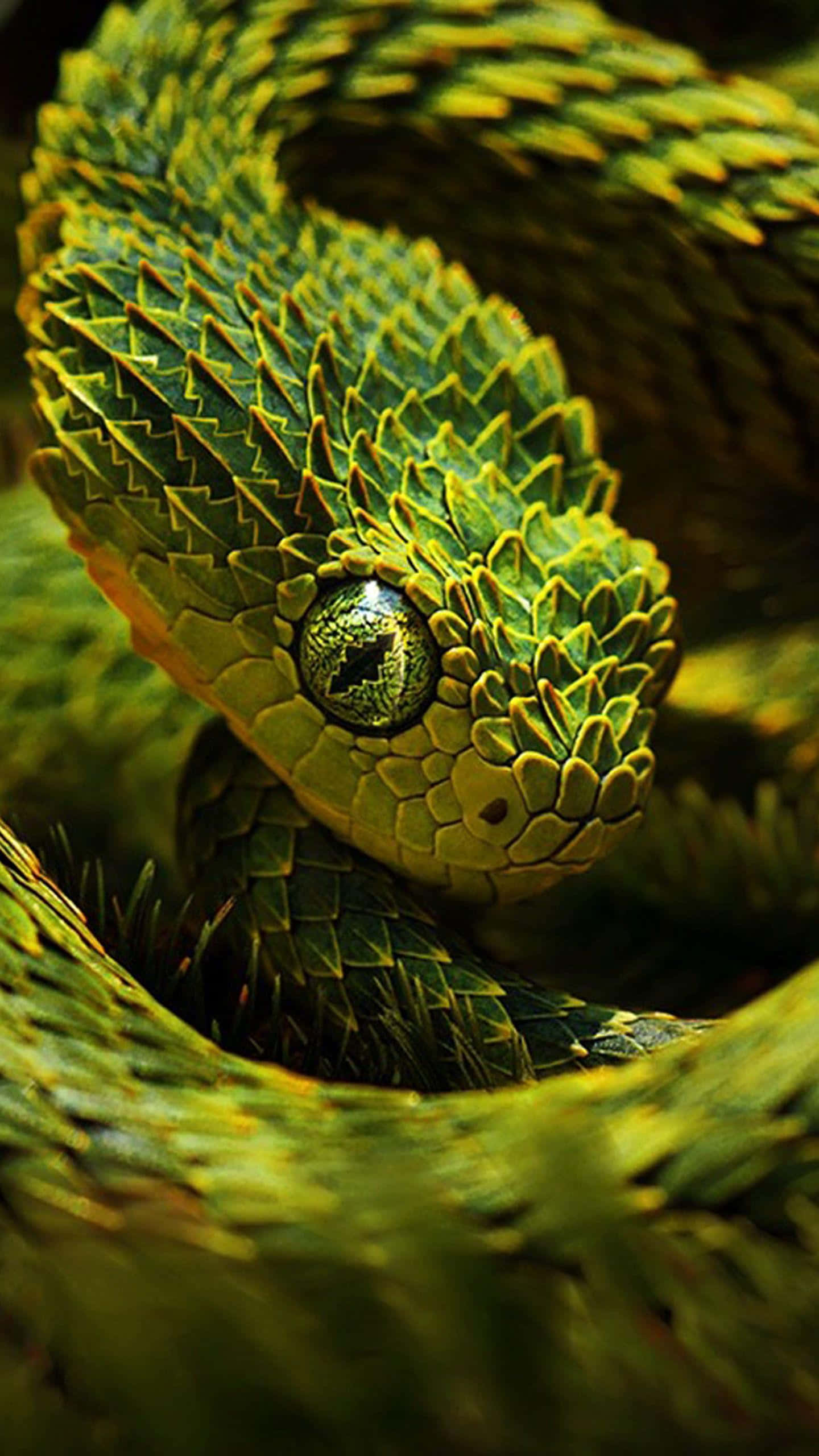 cool snake, vibrant green tree viper, intricate scales, 2K Phone Wallpaper