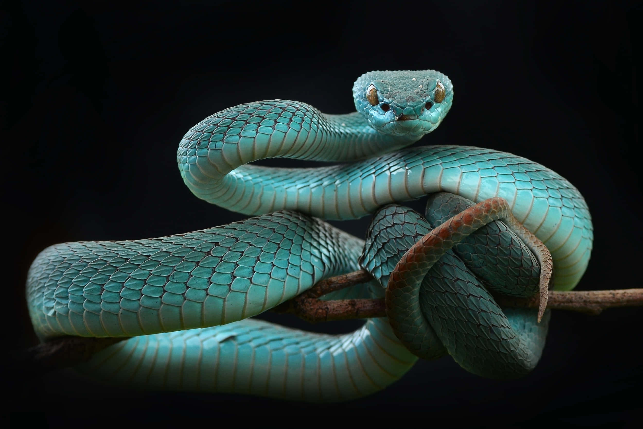 Cool Snake, turquoise, black, Full HD Desktop Wallpaper