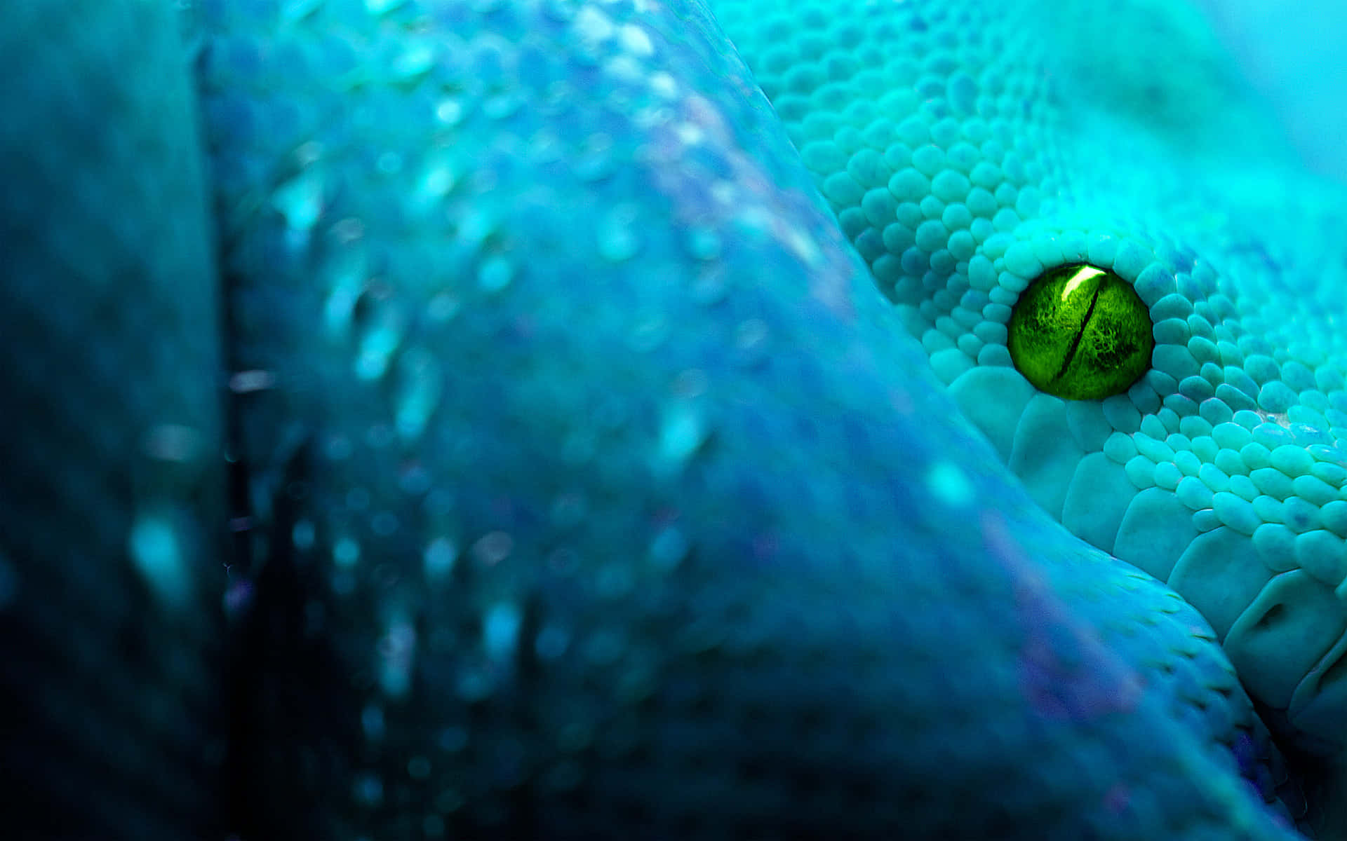 Cool Snake, turquoise, green iris, Full HD Desktop Wallpaper