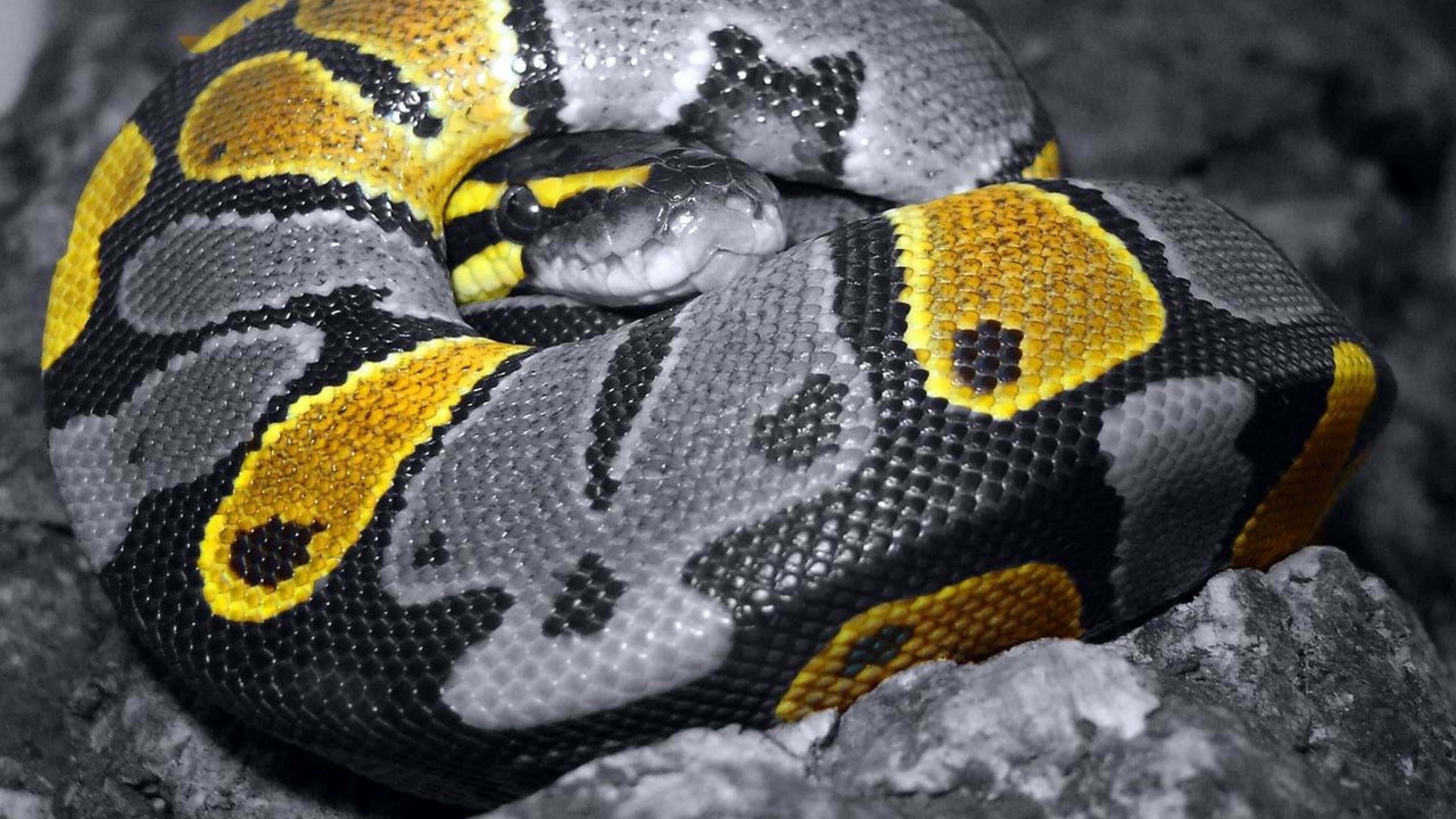 ball python, yellow black and gray patterns, textured gray rocks, 4K Desktop Wallpaper