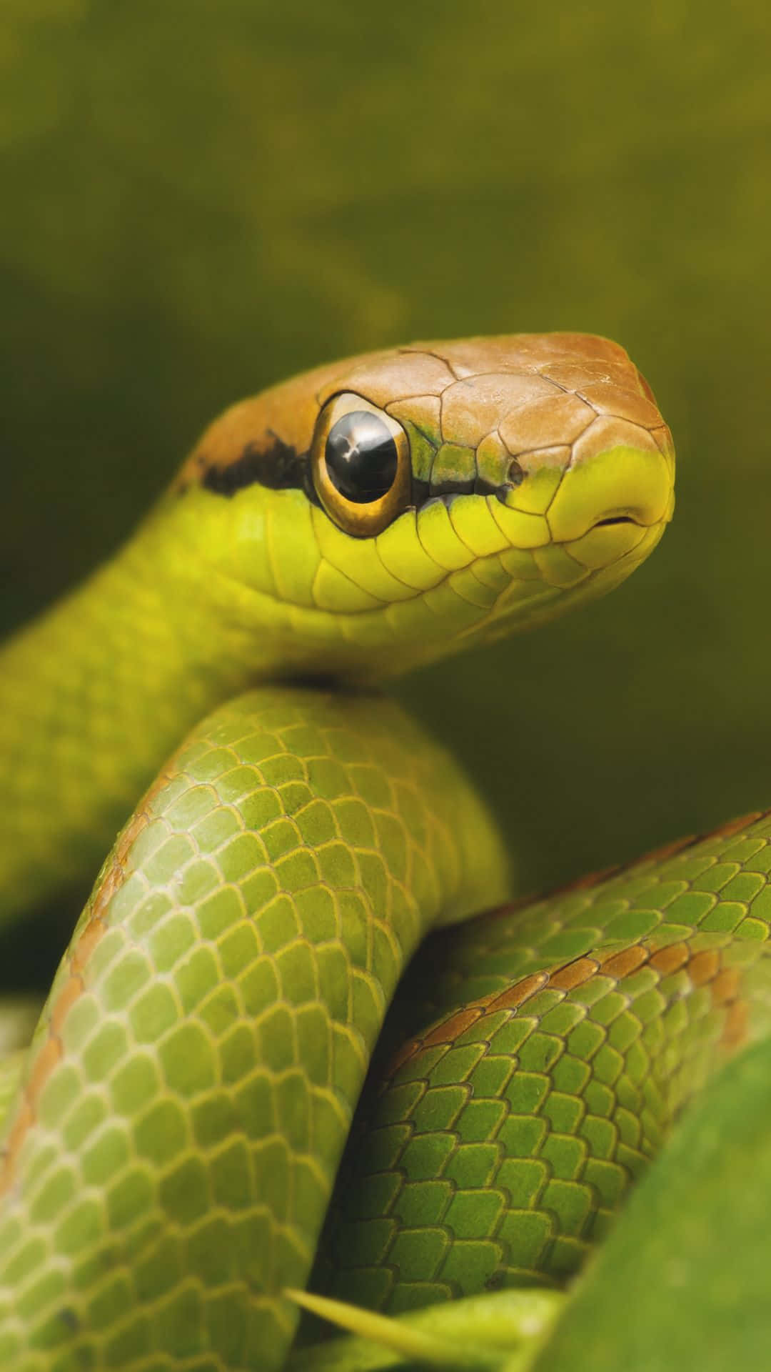 cool snake, vibrant green, brown head, Full HD Phone Wallpaper