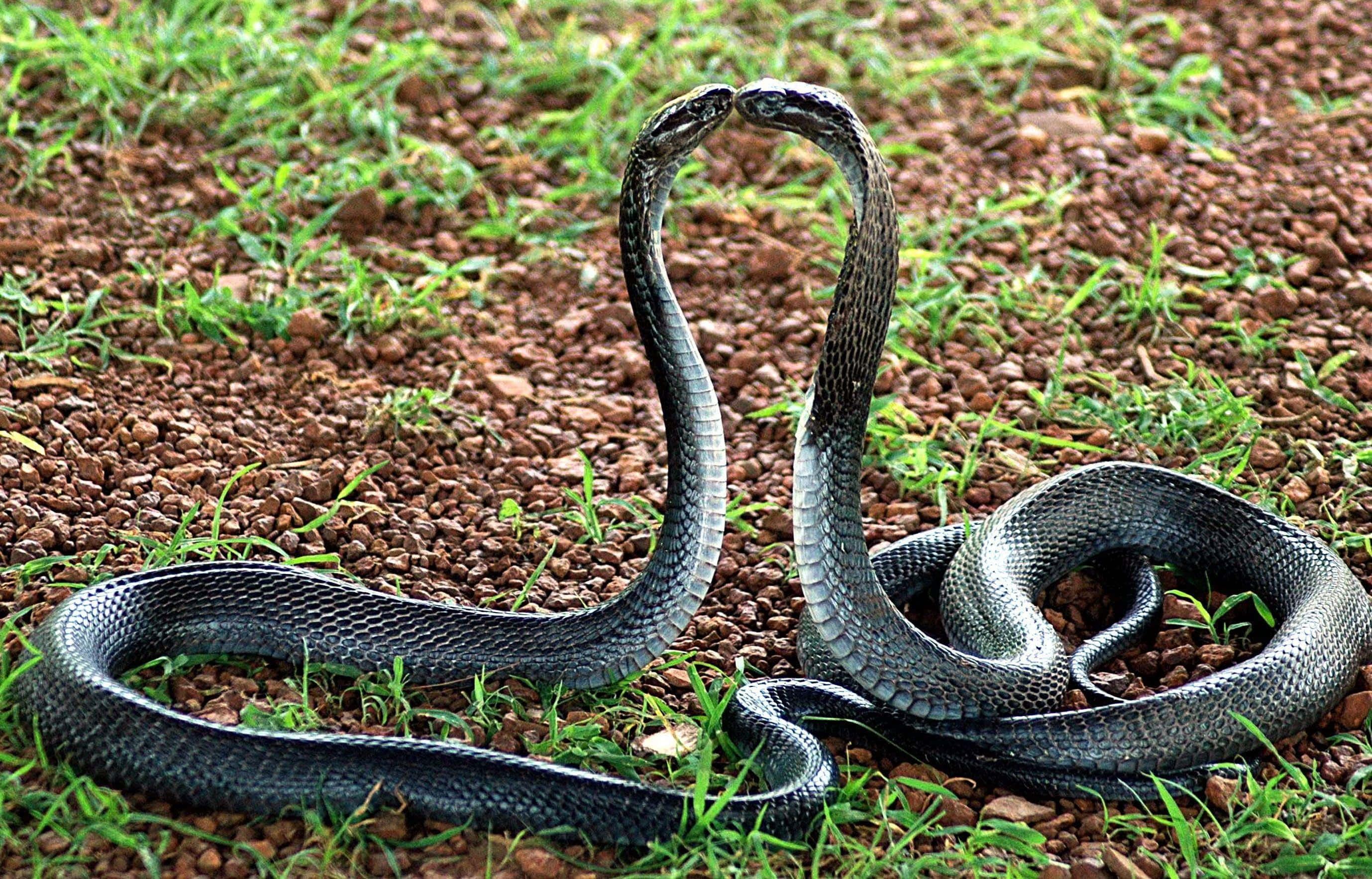 Cool Snake, black cobras, gravel, 2K Desktop Wallpaper