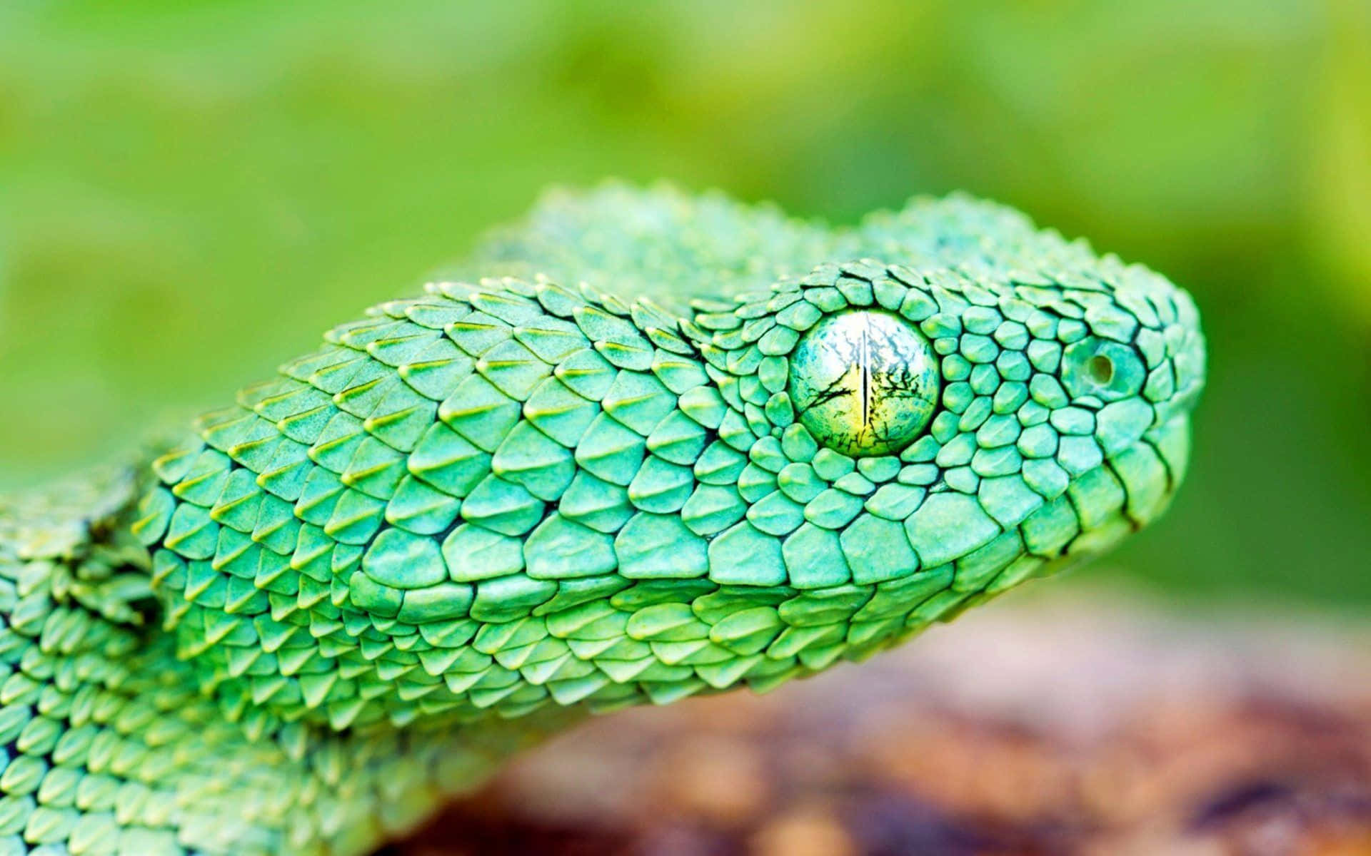 Cool Snake, vibrant green pit viper, detailed scales, Full HD Desktop Wallpaper