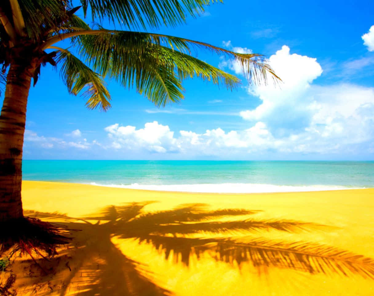 Cool Summer, beach, palm tree, SD Desktop Wallpaper