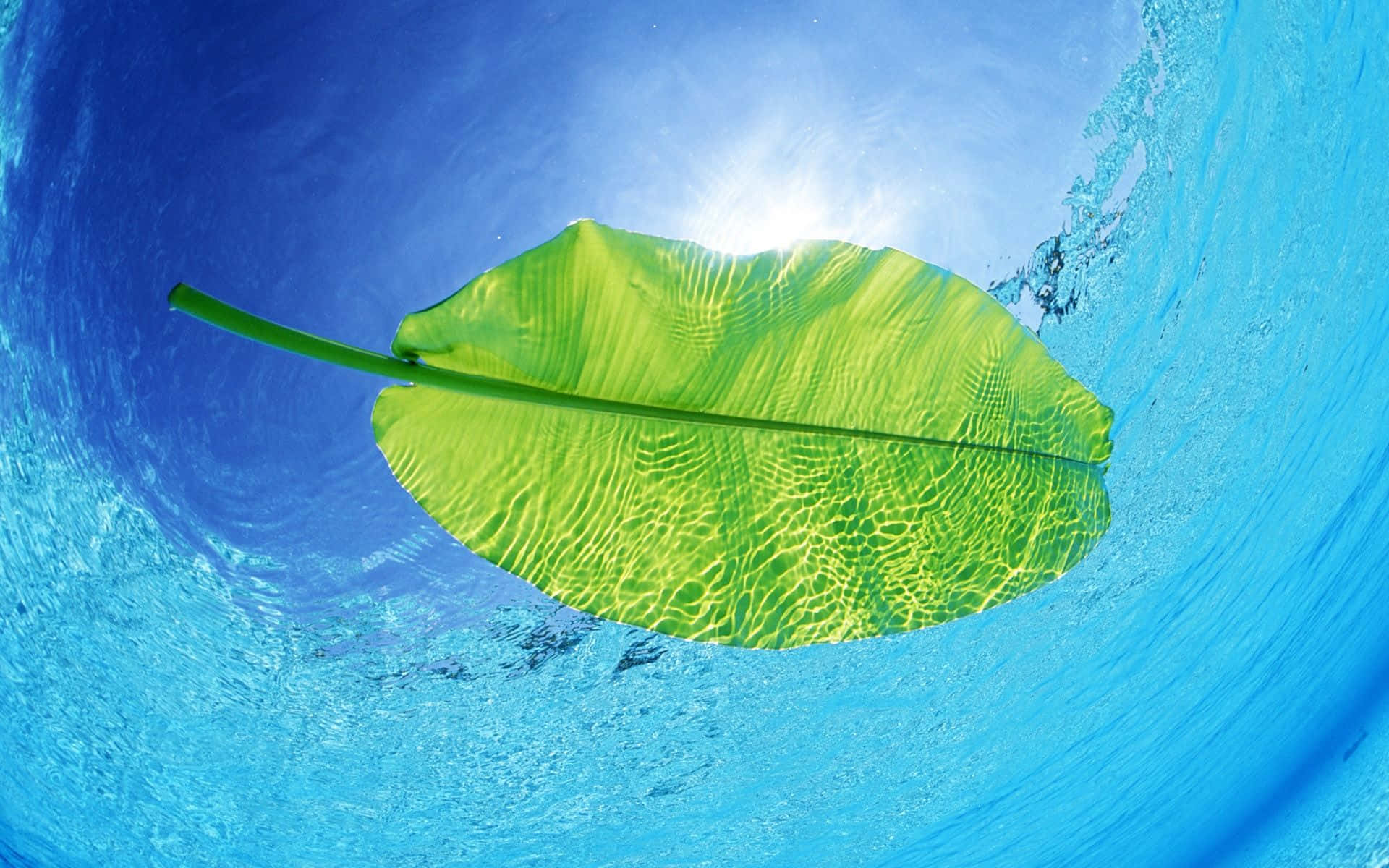 Cool Summer, vibrant green leaf, underwater, Full HD Desktop Wallpaper