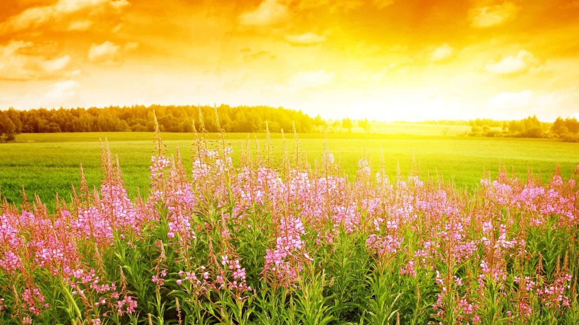 pink wildflowers, golden sunset sky, scattered clouds, Full HD Desktop Wallpaper