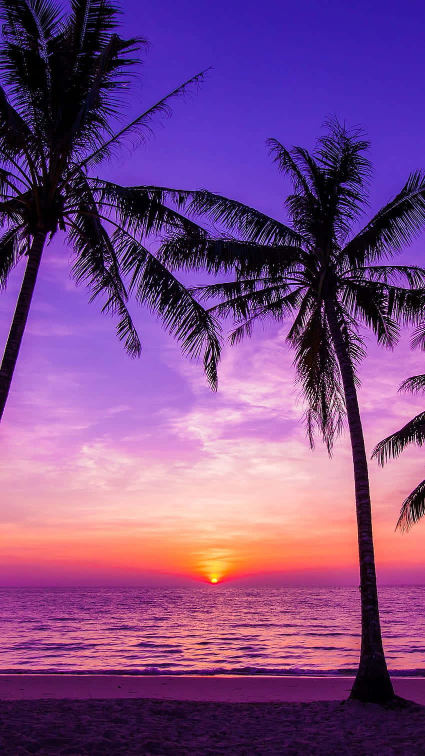 cool sunset, palm trees, vibrant purple orange sunset, HD Phone Wallpaper