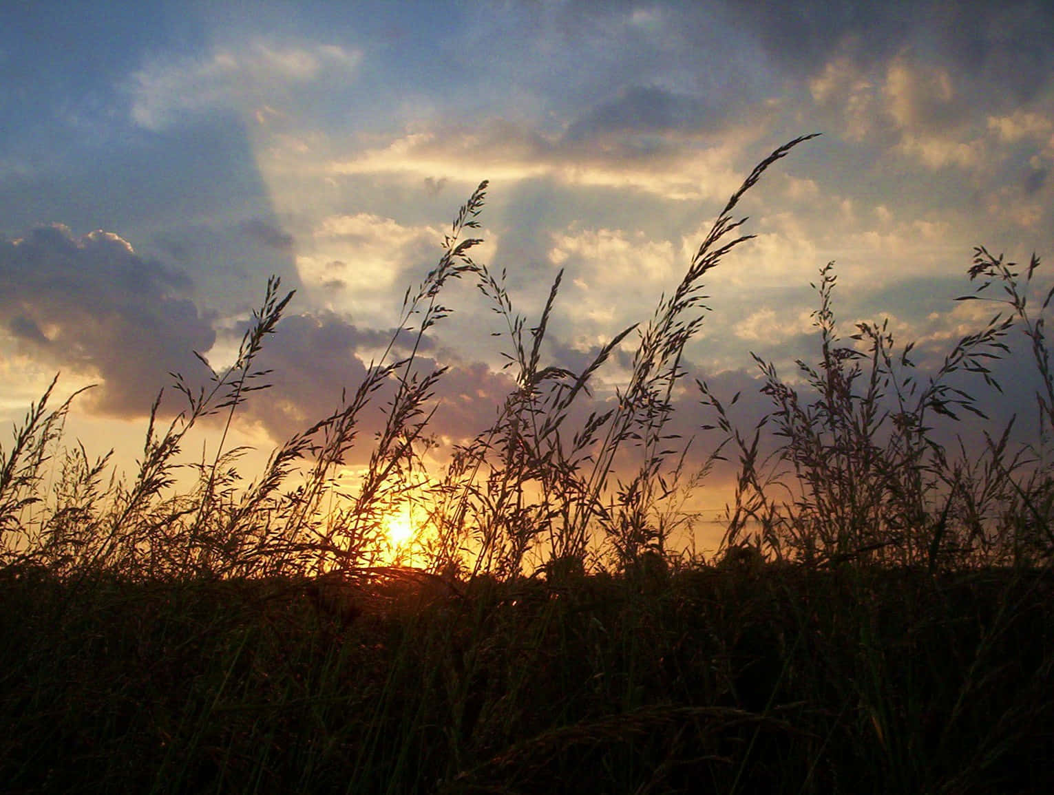 Sunset, golden field, tall grass silhouettes, HD Desktop Wallpaper