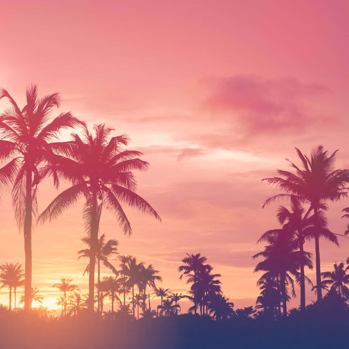 palm trees, vibrant pink and orange sunset sky, evening sky, SD Desktop Wallpaper