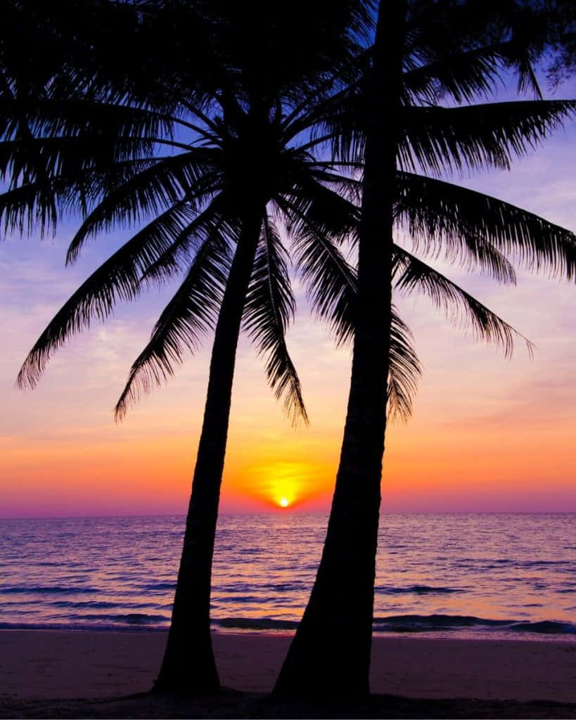 Sunset, Palm trees, Calm ocean waters, SD Phone Wallpaper