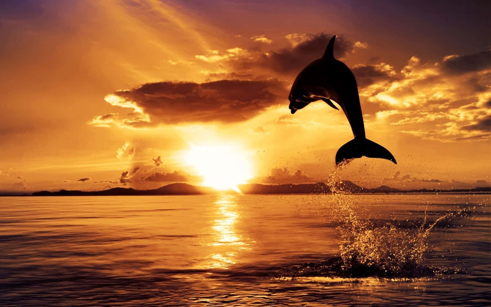 cool sunset, dolphin, golden waters, HD Desktop Wallpaper