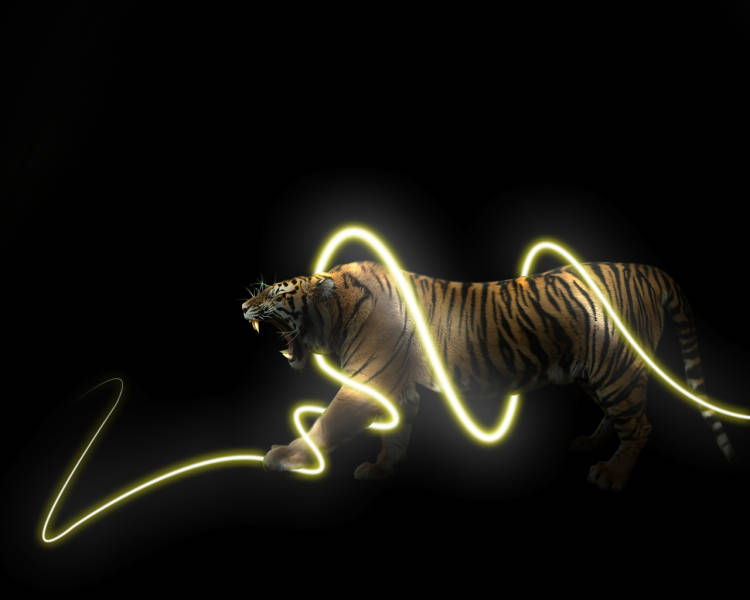 Cool Tiger, glowing yellow light trails, black background, SD Desktop Wallpaper