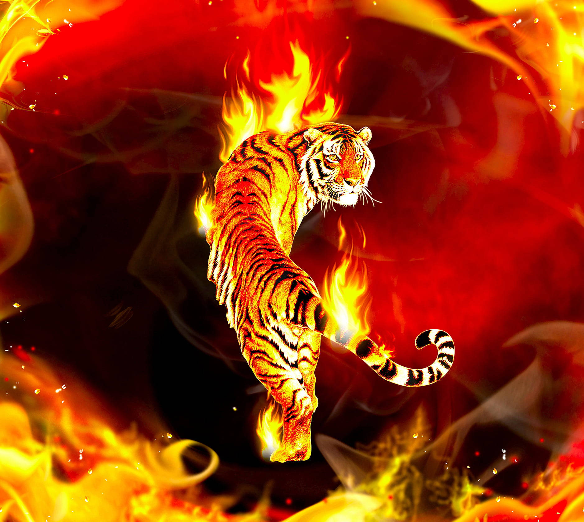 Cool Tiger, flames, dark background, HD Desktop Wallpaper