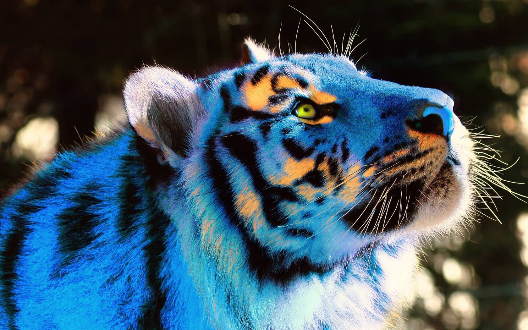 Cool Tiger, blue, orange stripes, HD Desktop Wallpaper