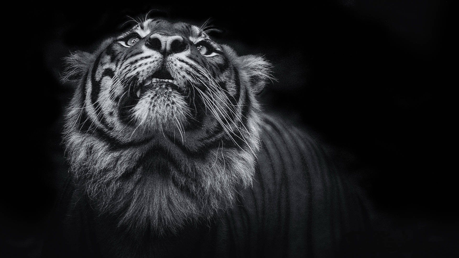 harimau, black background, high-contrast monochrome, Full HD Desktop Wallpaper