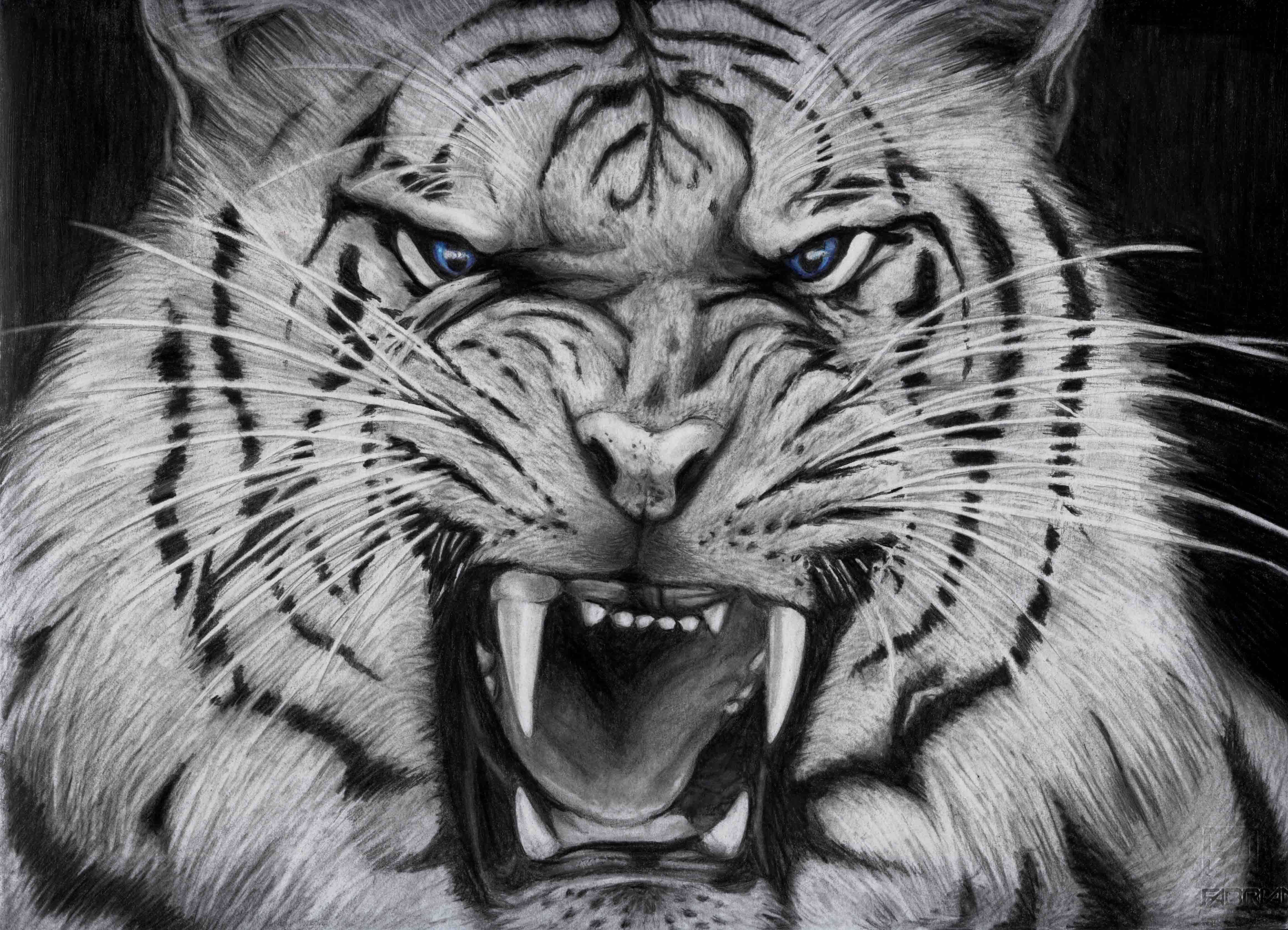 Cool Tiger, charcoal drawing, white tiger, 4K Desktop Wallpaper