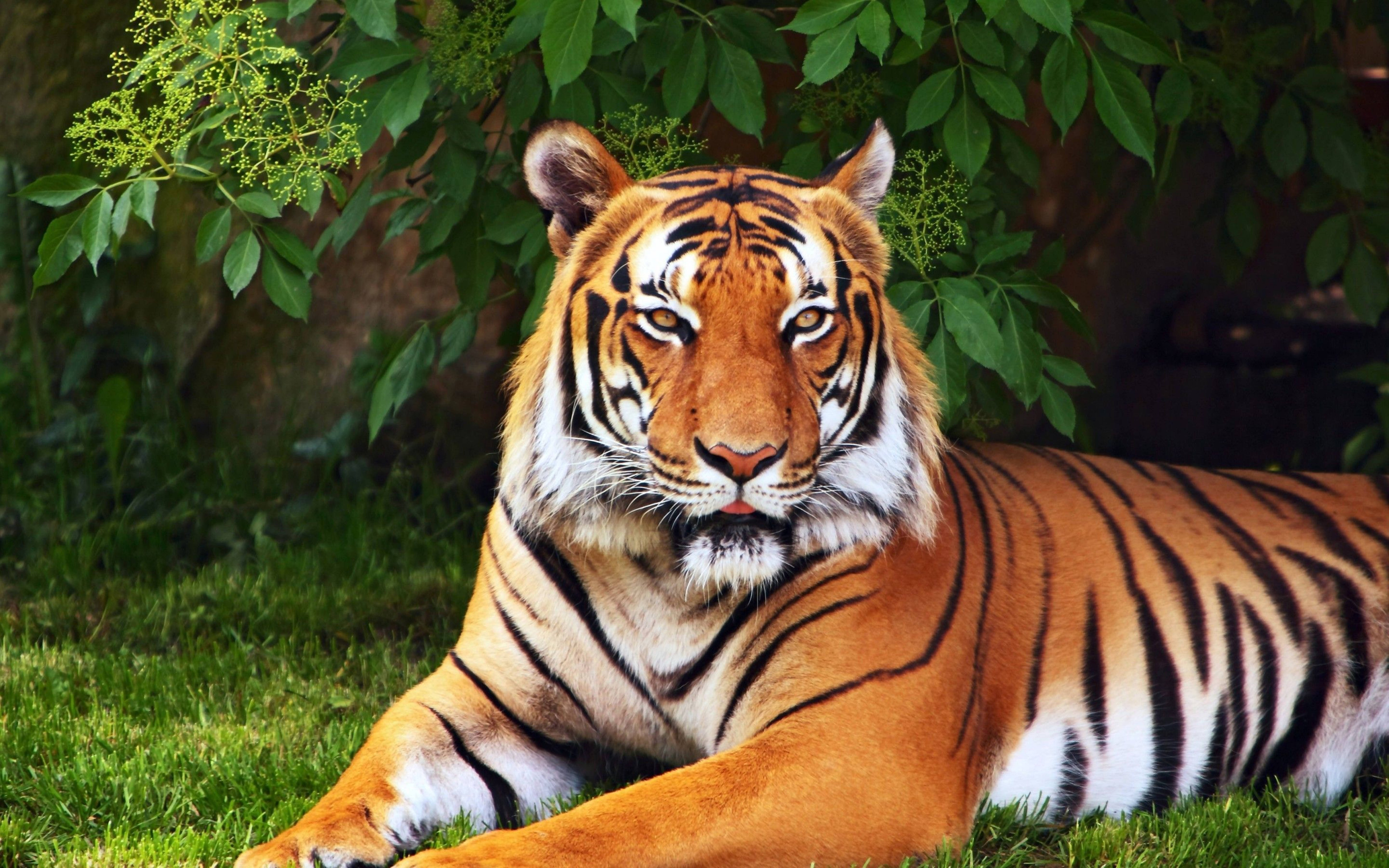 handsome 8k tiger uhd, golden eyes, vibrant green grass, 8K Desktop Wallpaper