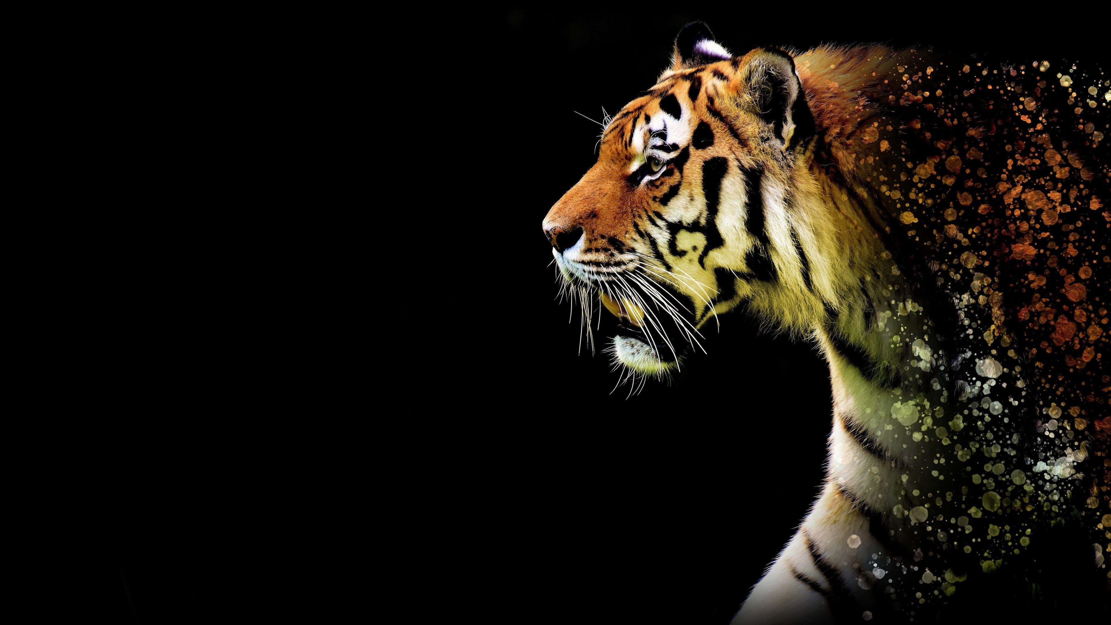 majestic tiger, profile, black background, 4K Desktop Wallpaper