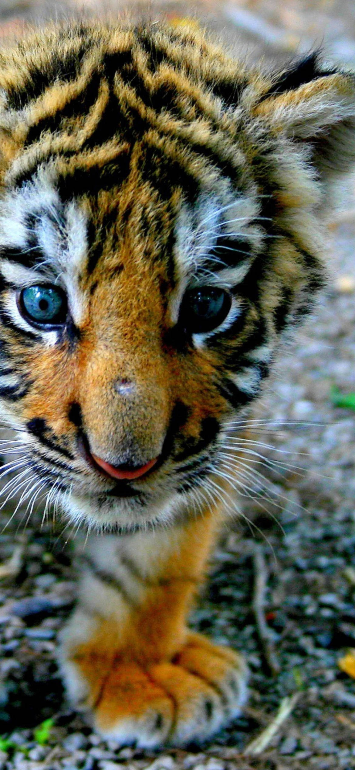 baby tiger, tiger cub, blue eyes, Full HD Phone Wallpaper