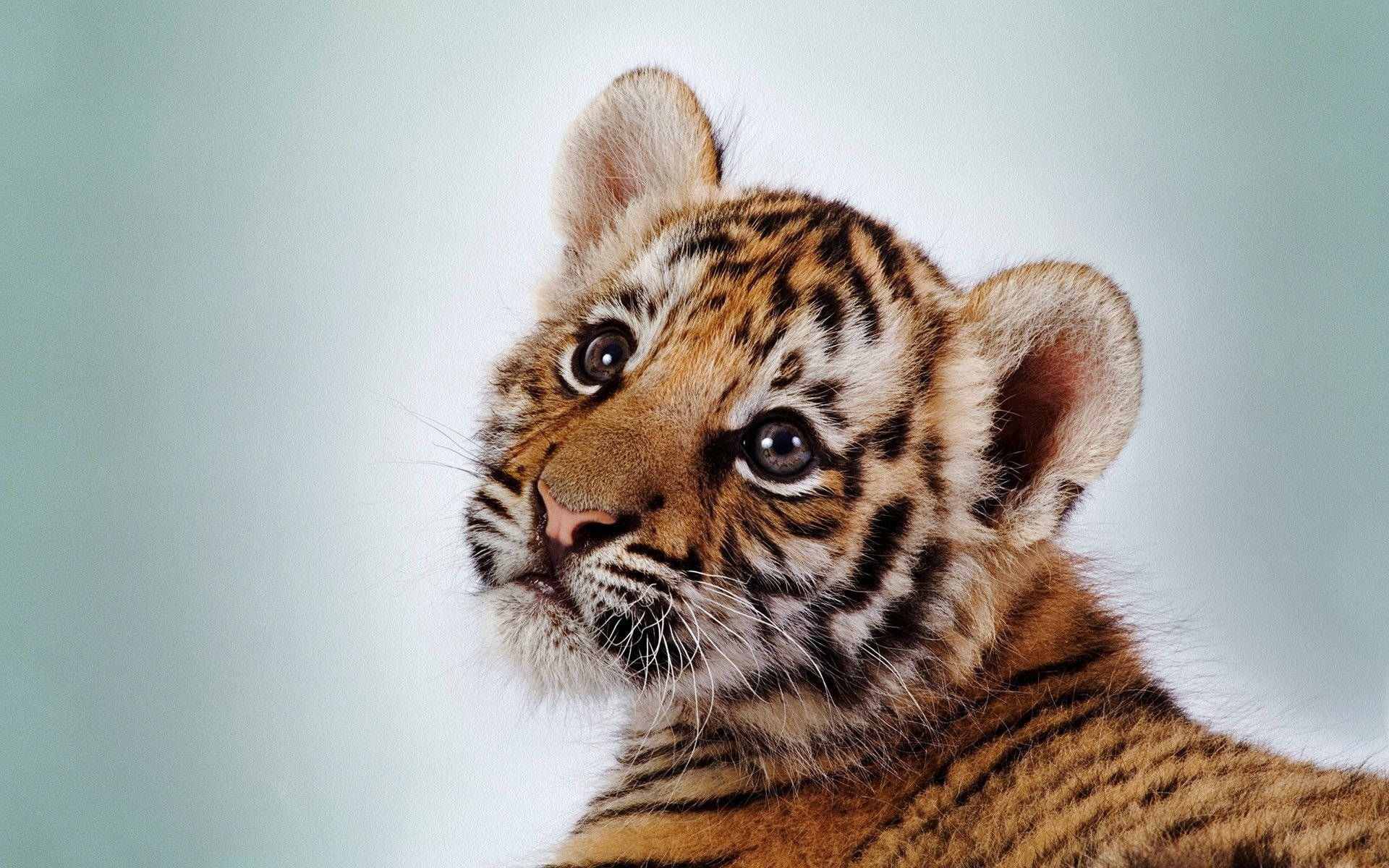 baby tiger cub, striped fur, wide eyes, Full HD Desktop Wallpaper