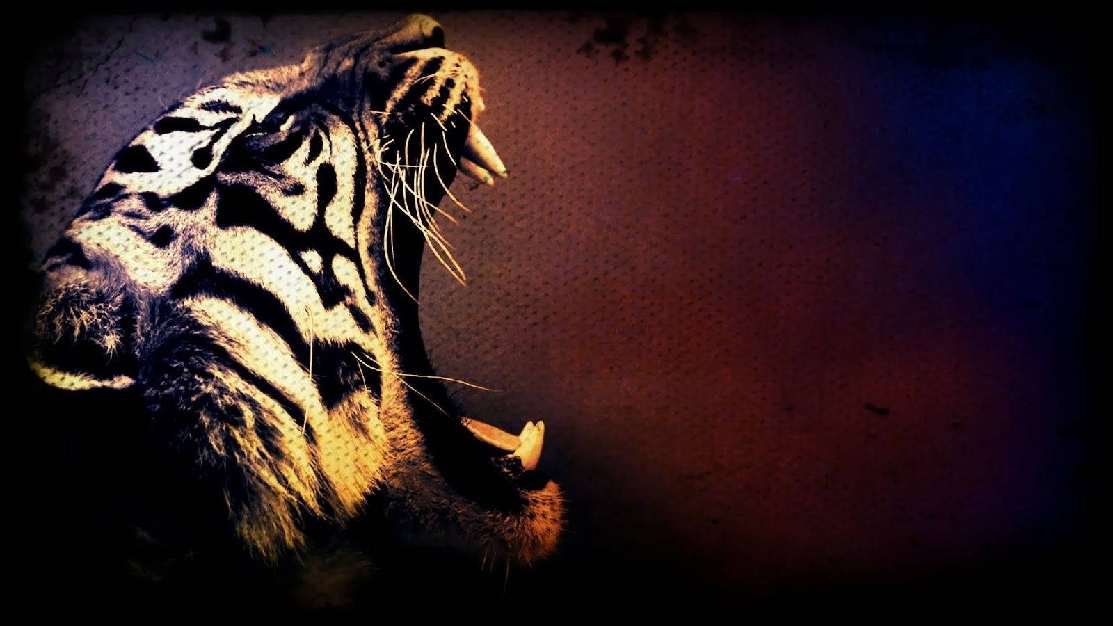 Coolest Roaring Tiger, tiger, bared teeth, HD Desktop Wallpaper