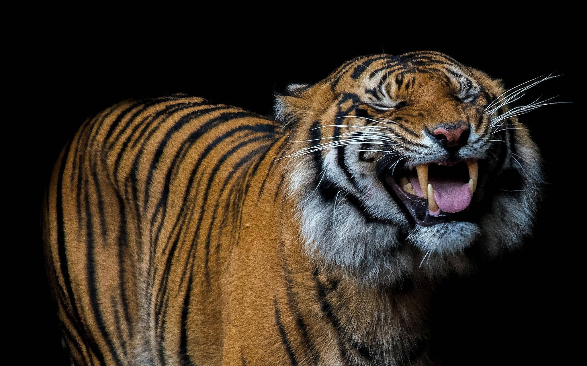 Tiger Eye Smile, tiger, orange fur, Full HD Desktop Wallpaper