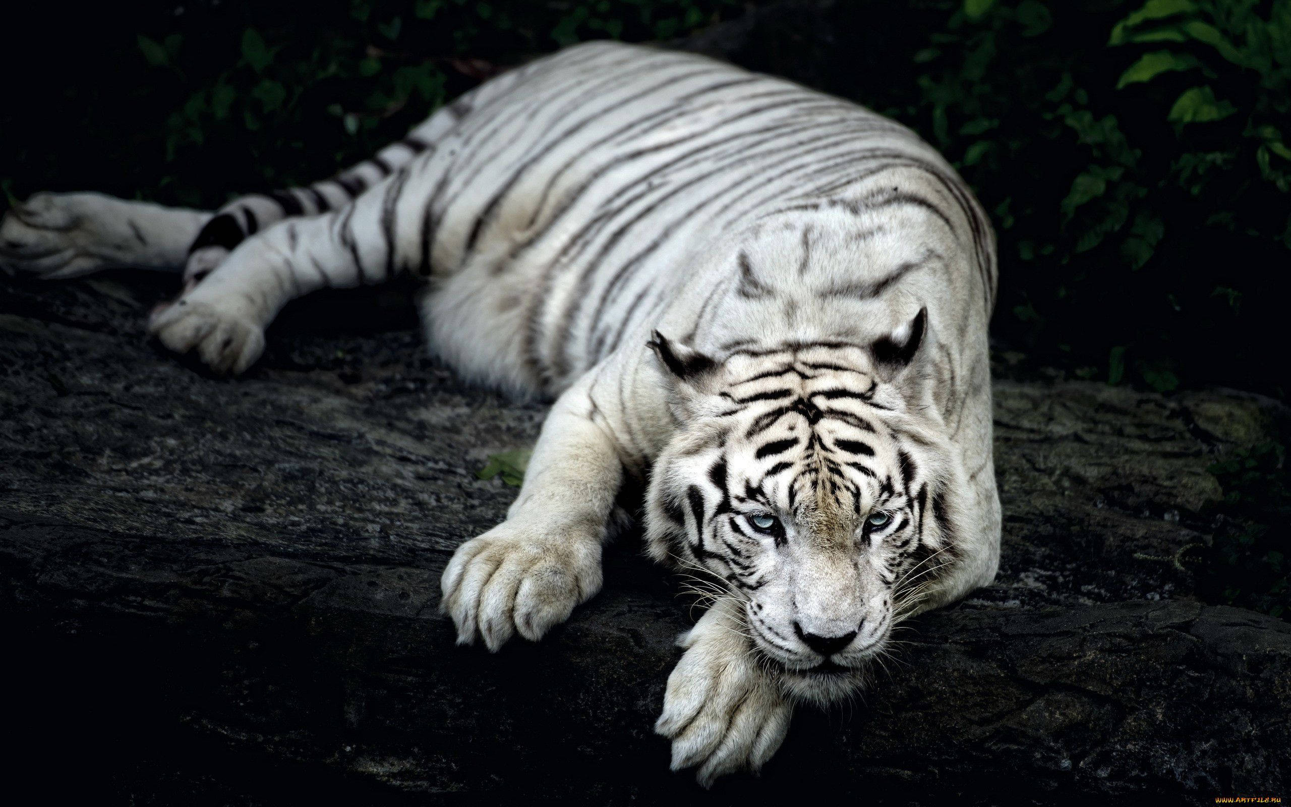 white tiger, piercing blue eyes, dark mossy rock, 2K Desktop Wallpaper