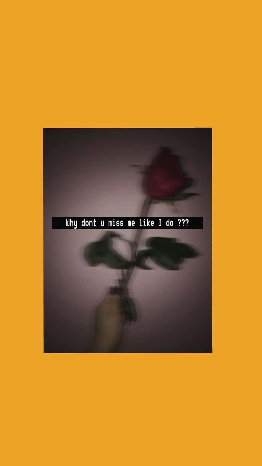 red rose, muted wall, text overlay, HD Phone Wallpaper