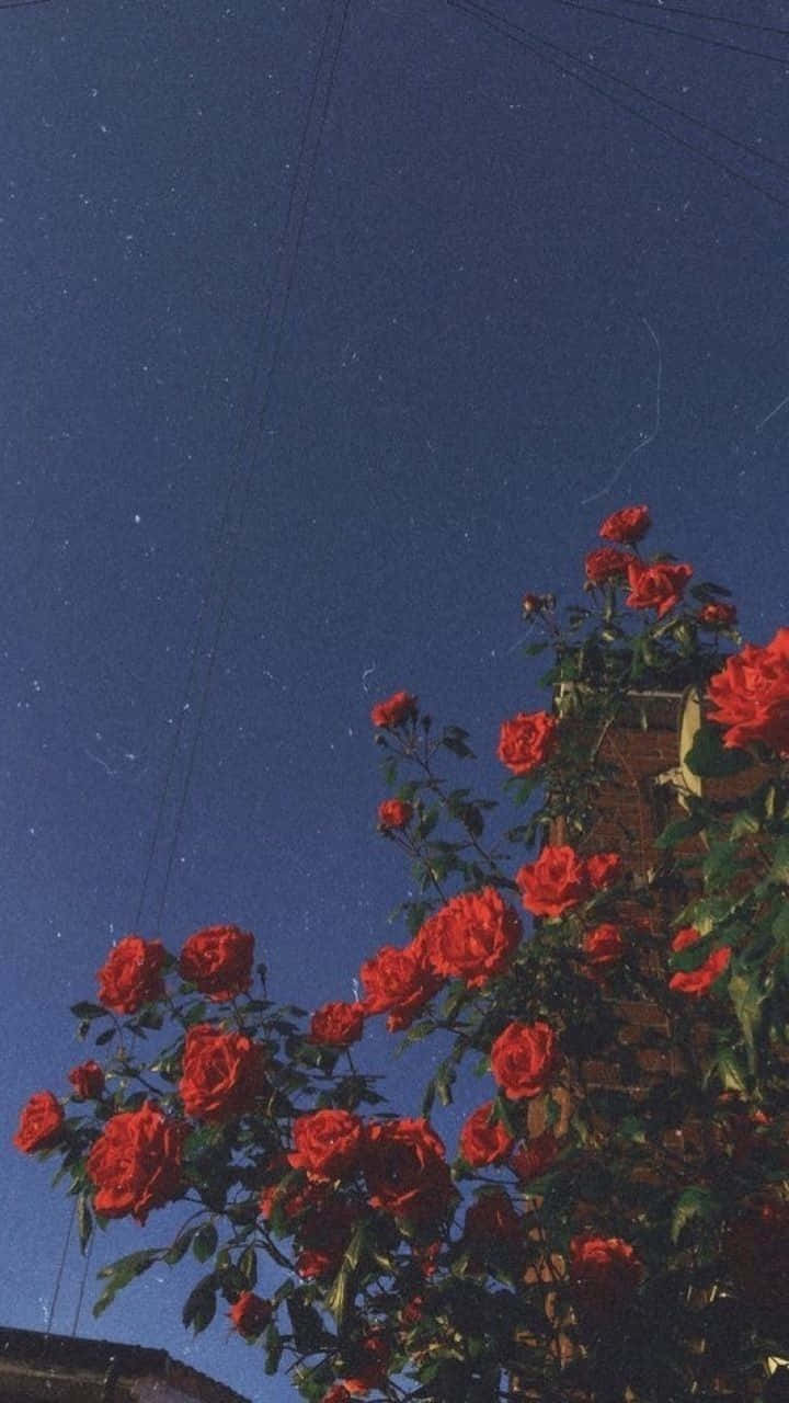 vibrant red roses, deep blue night sky, stars, HD Phone Wallpaper