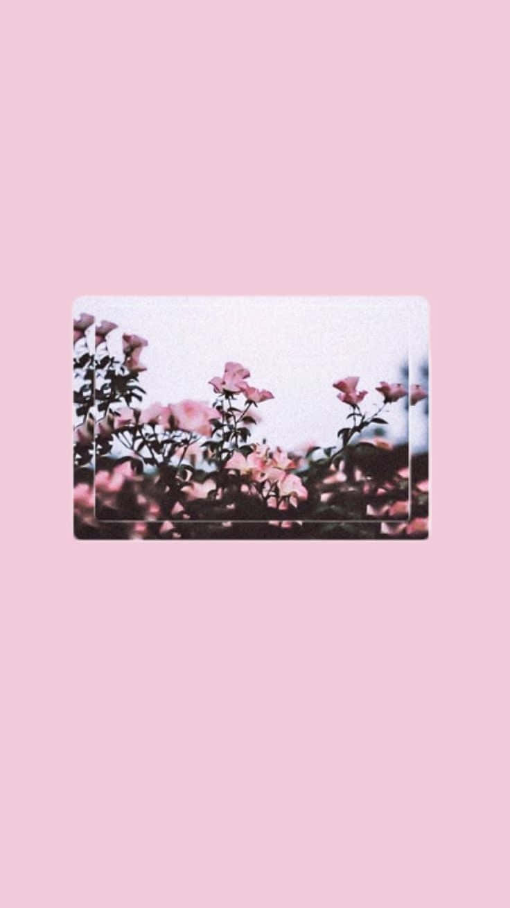 soft pink roses, dreamy pastel pink background, minimalist photo, HD Phone Wallpaper