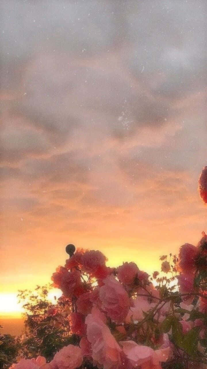 pink roses, soft orange and gray sunset sky, scattered clouds, HD Phone Wallpaper